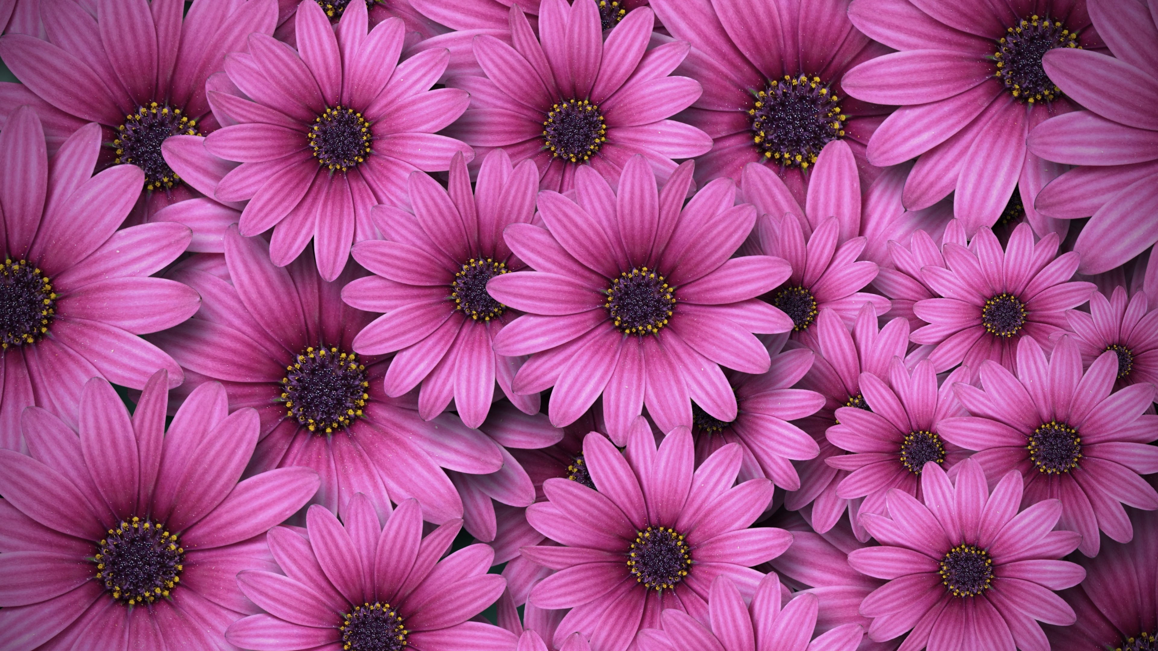 Gerbera flowers Wallpaper