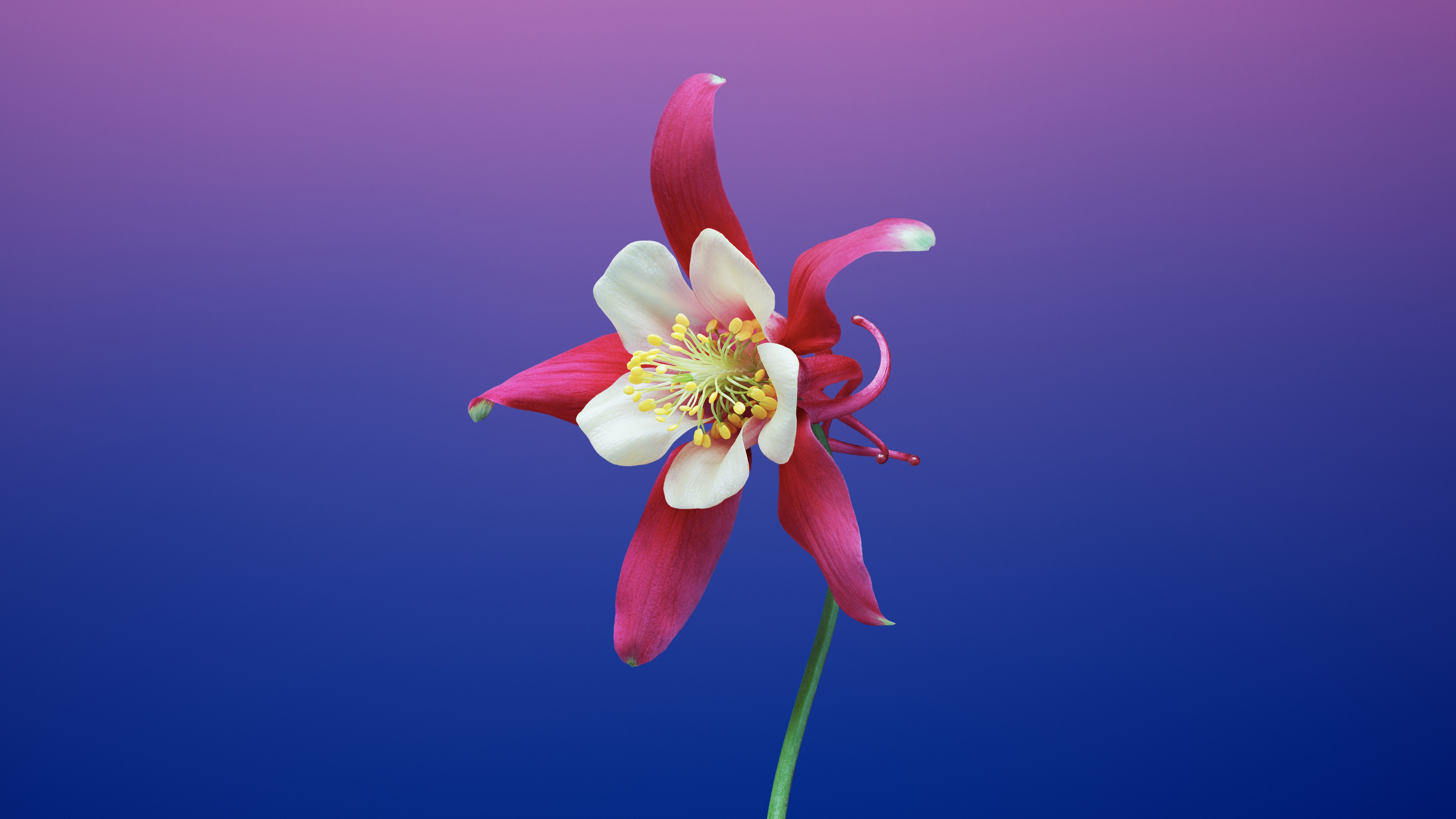 Aquilegia flower Wallpaper