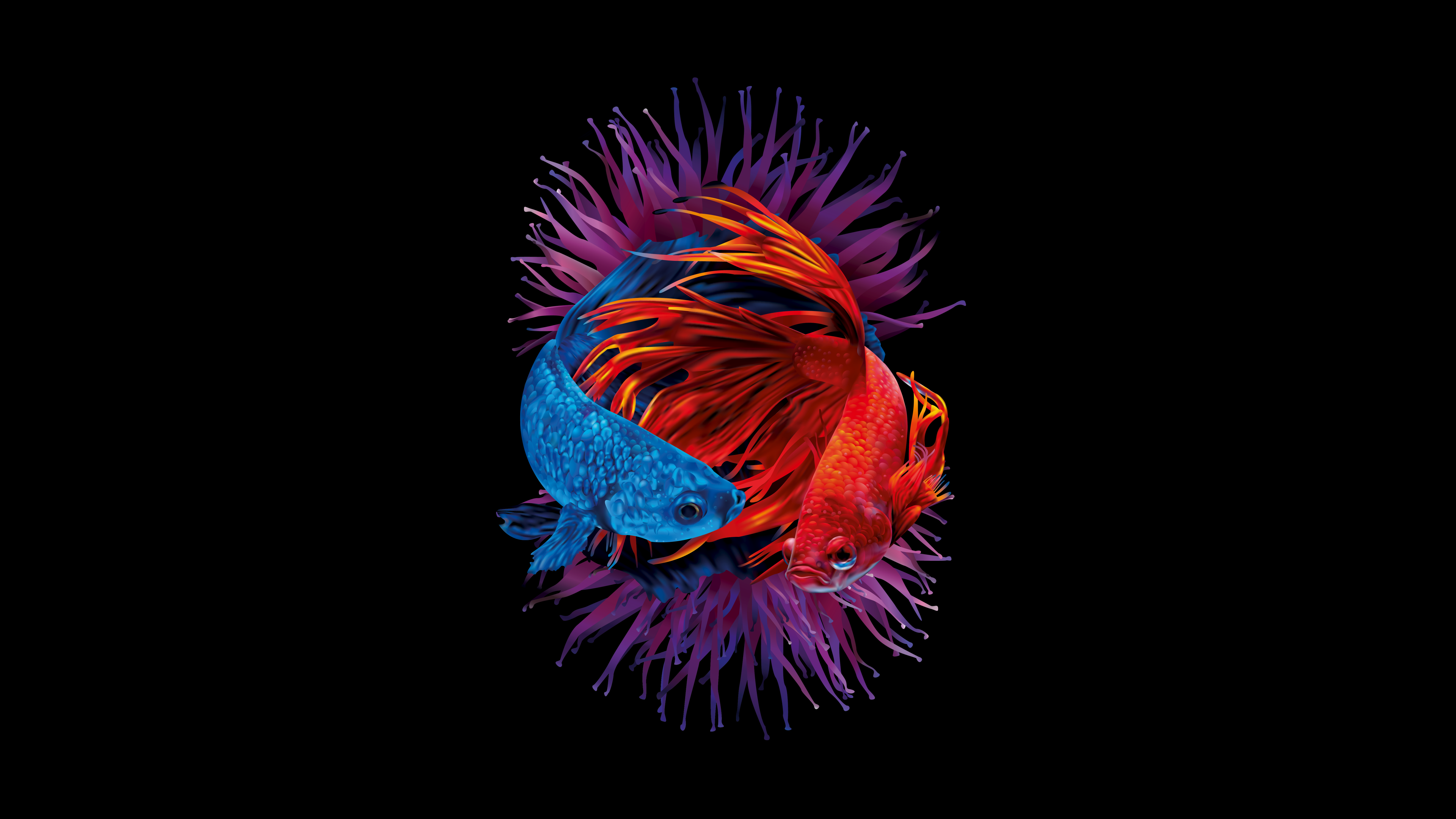 Betta fishes Wallpaper