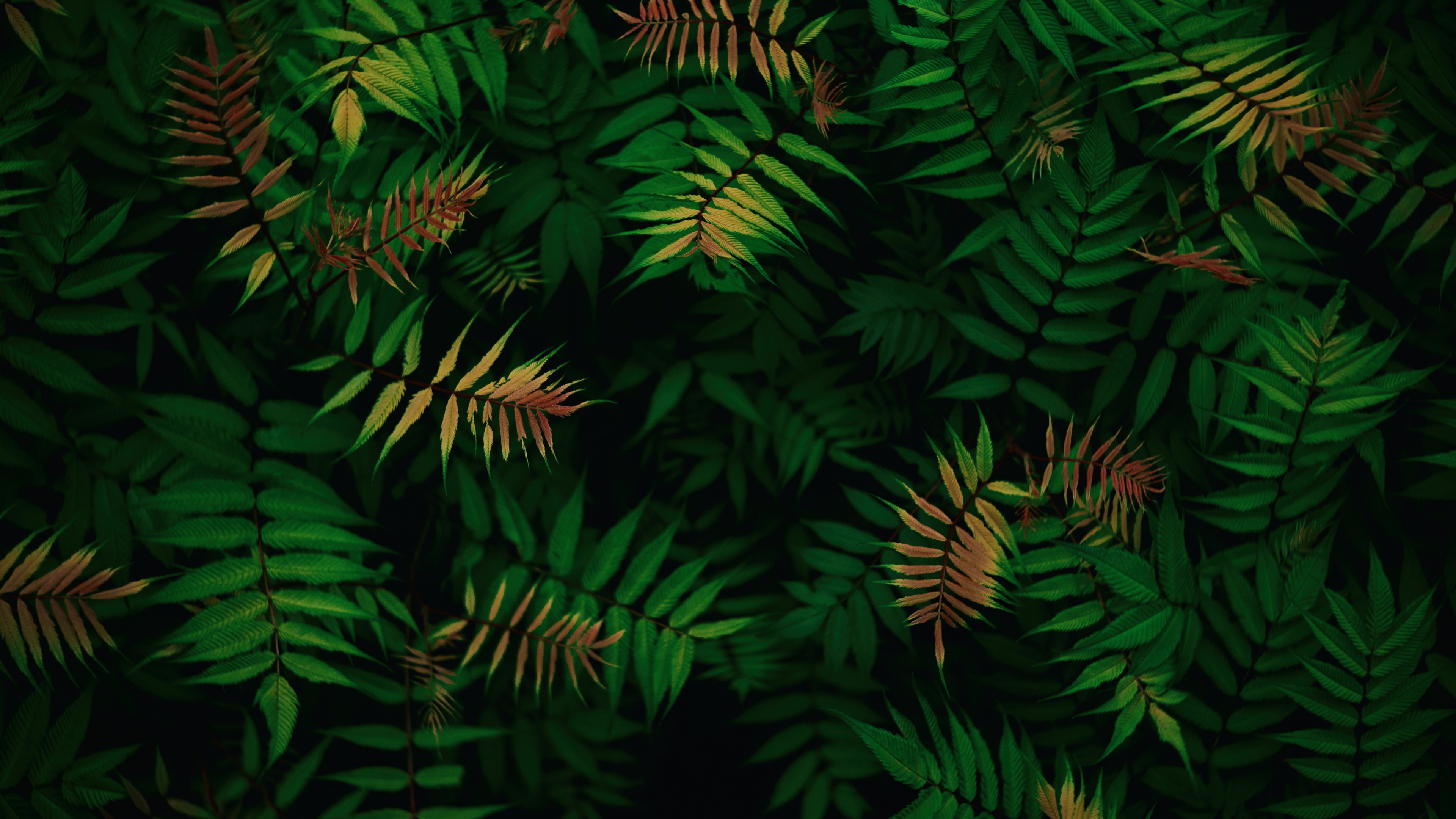 Green leaves Wallpaper