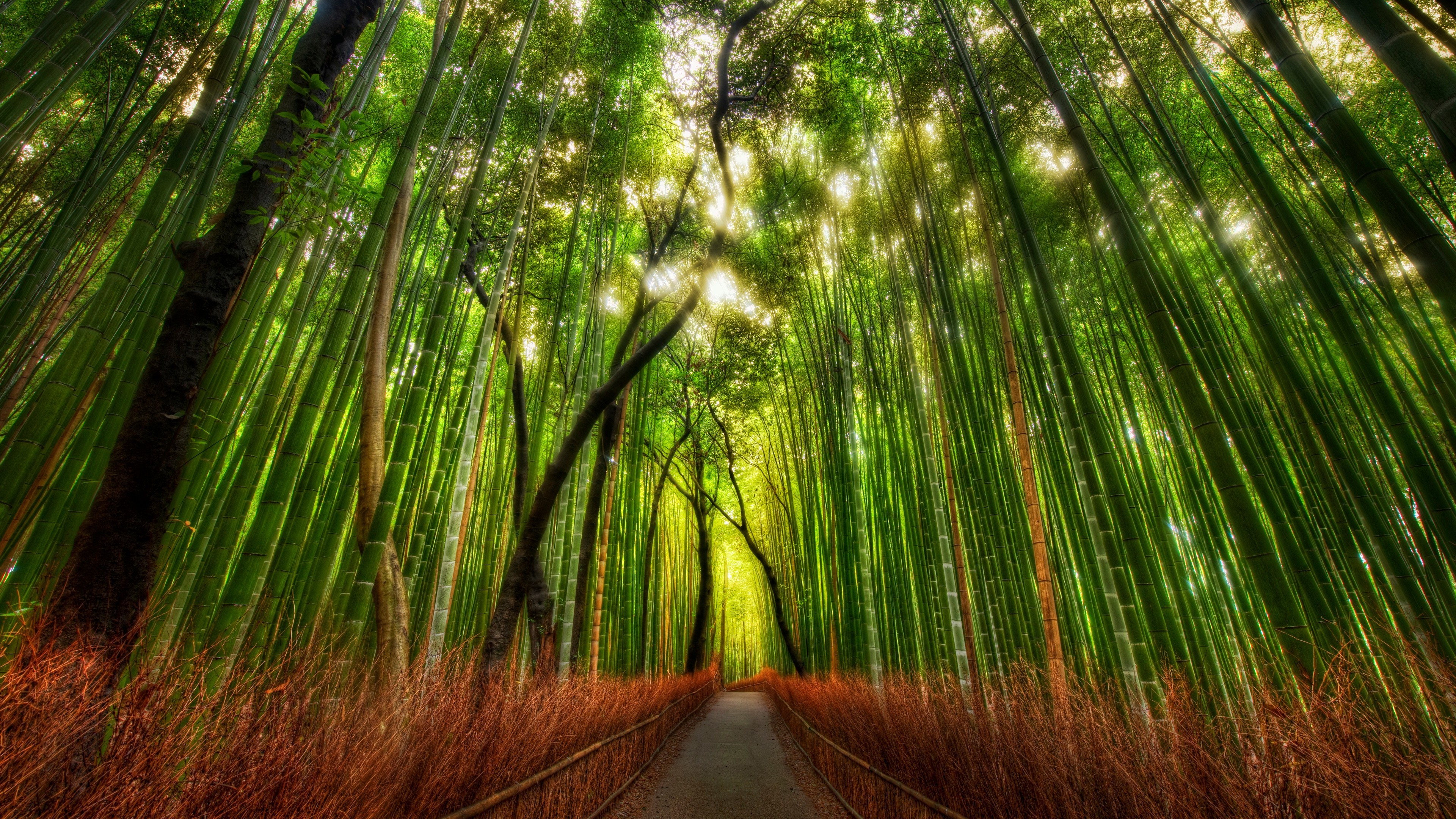 Arashiyama Bamboo Grove Wallpaper