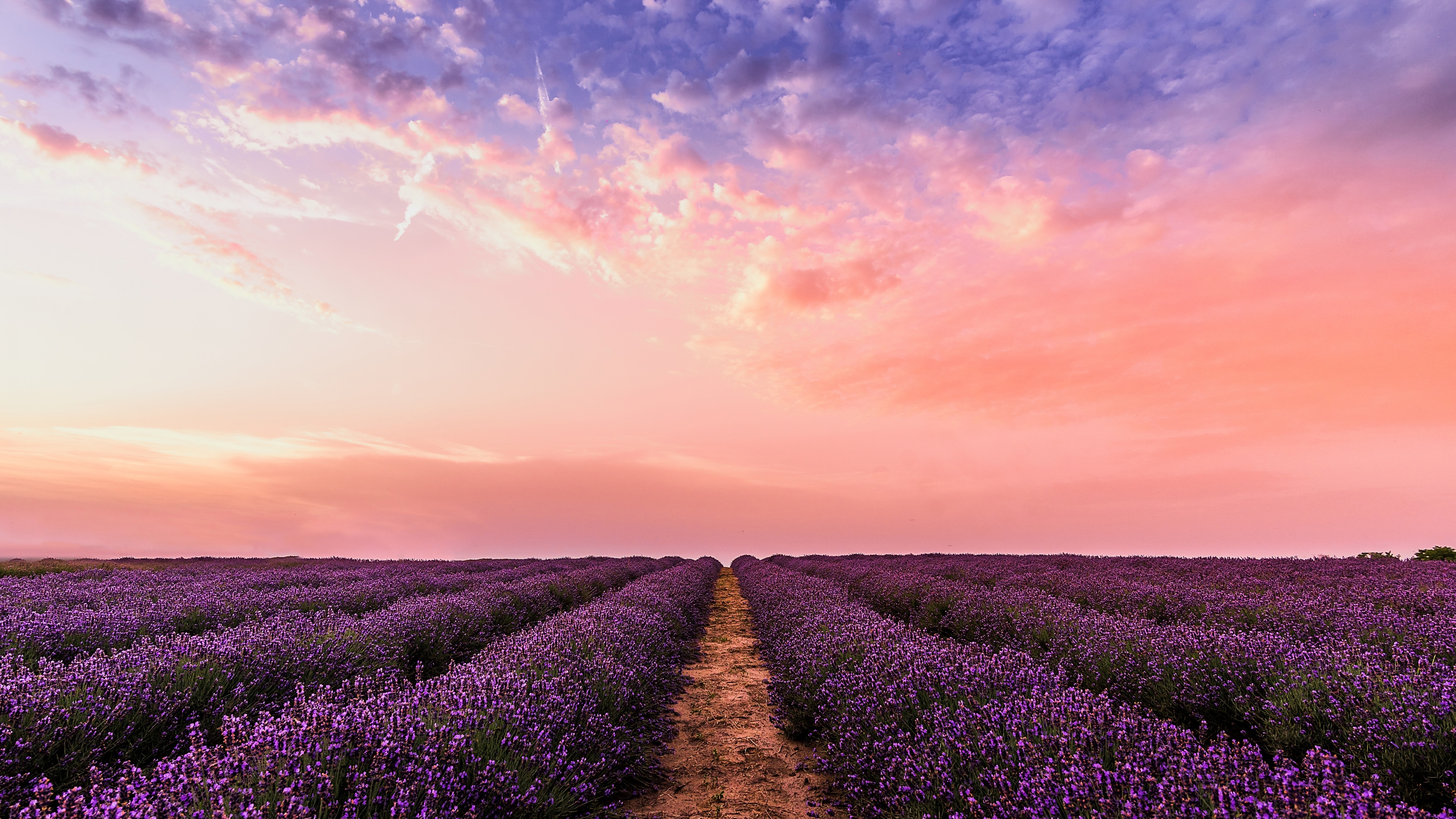 Lavender farm Wallpaper