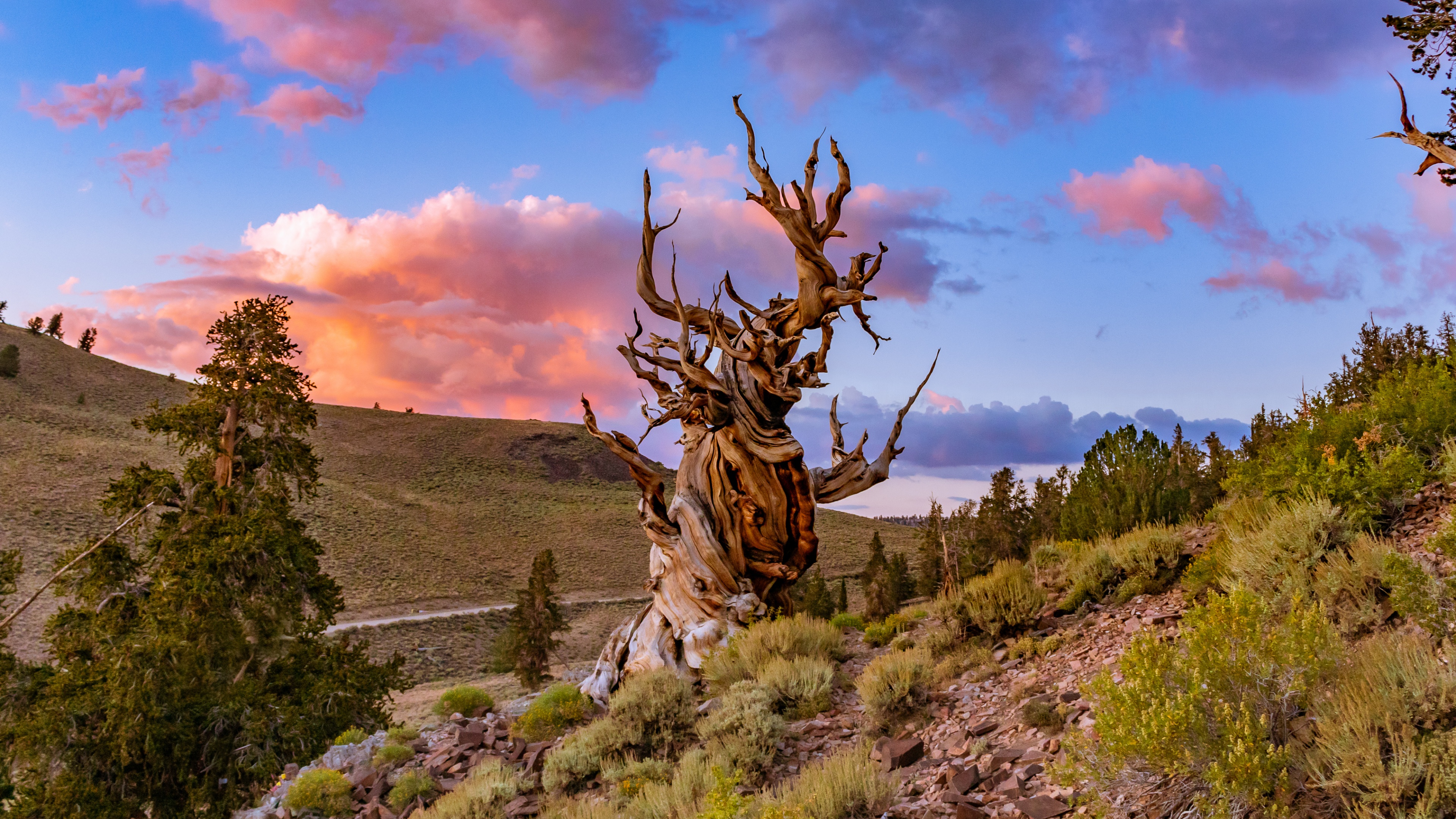 Bristlecone pine tree Wallpaper