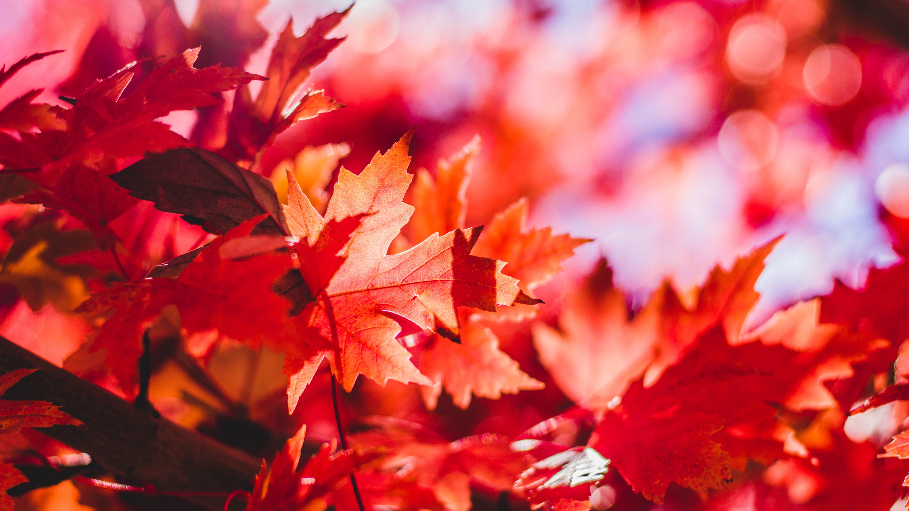 Red Maple Leaves Wallpaper