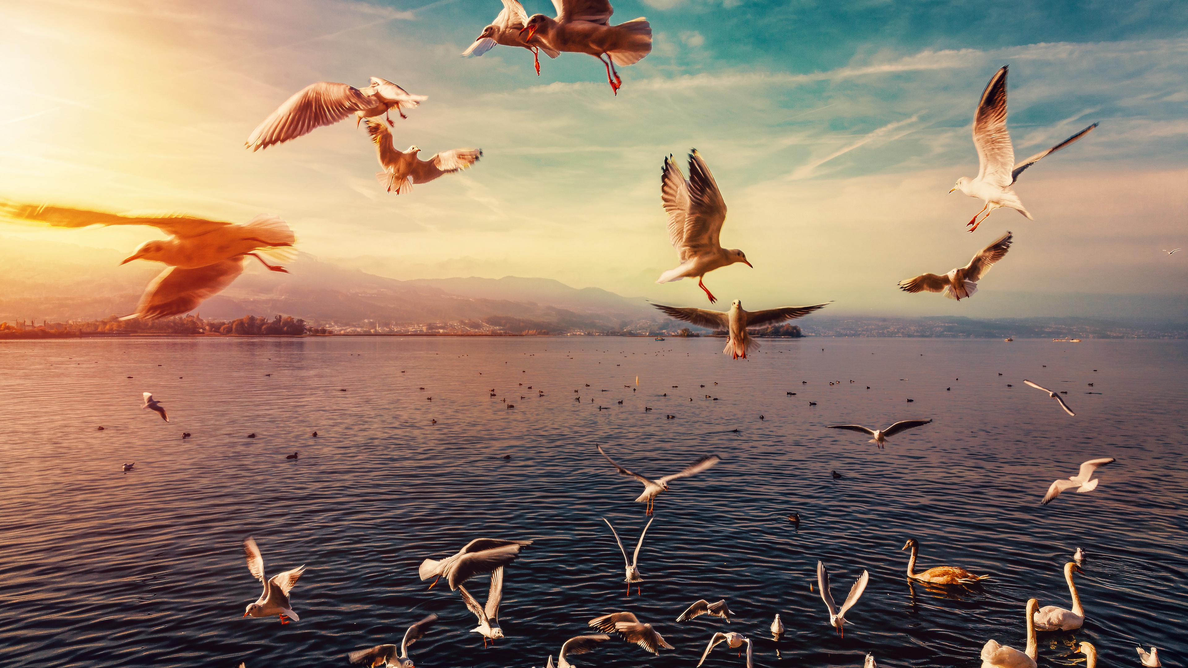 Seagulls Wallpaper