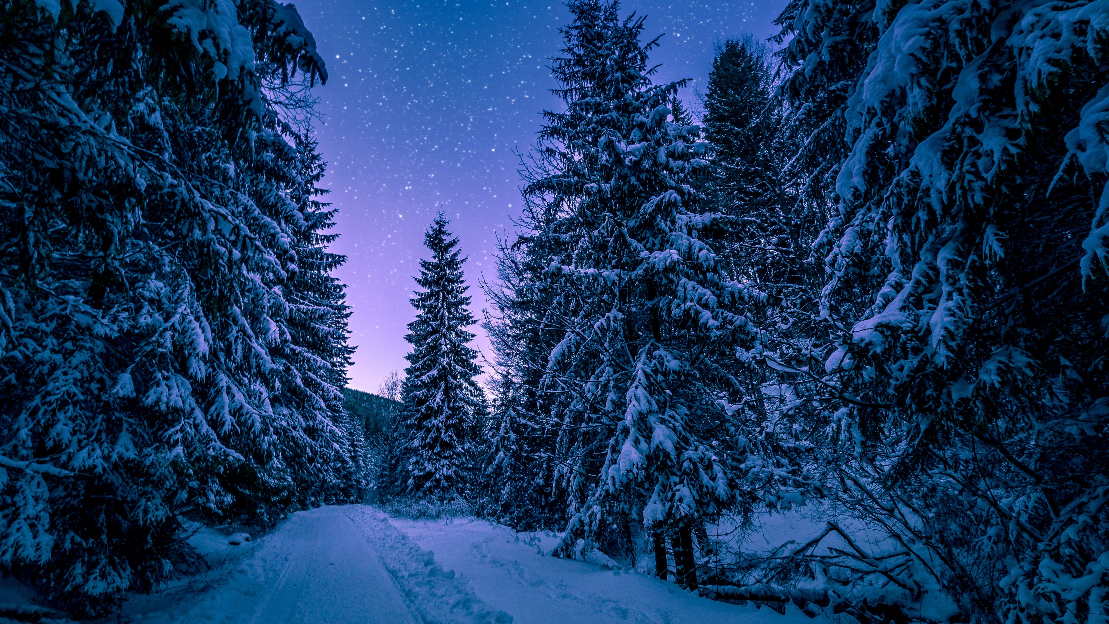 Snowy Trees Wallpaper