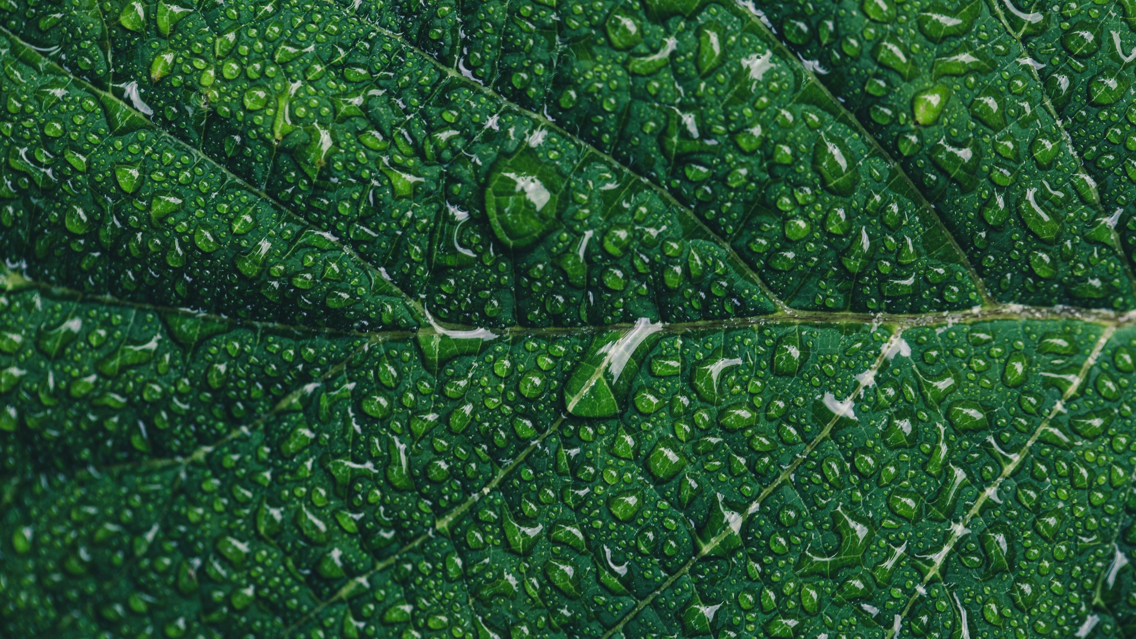 Green leaf Wallpaper