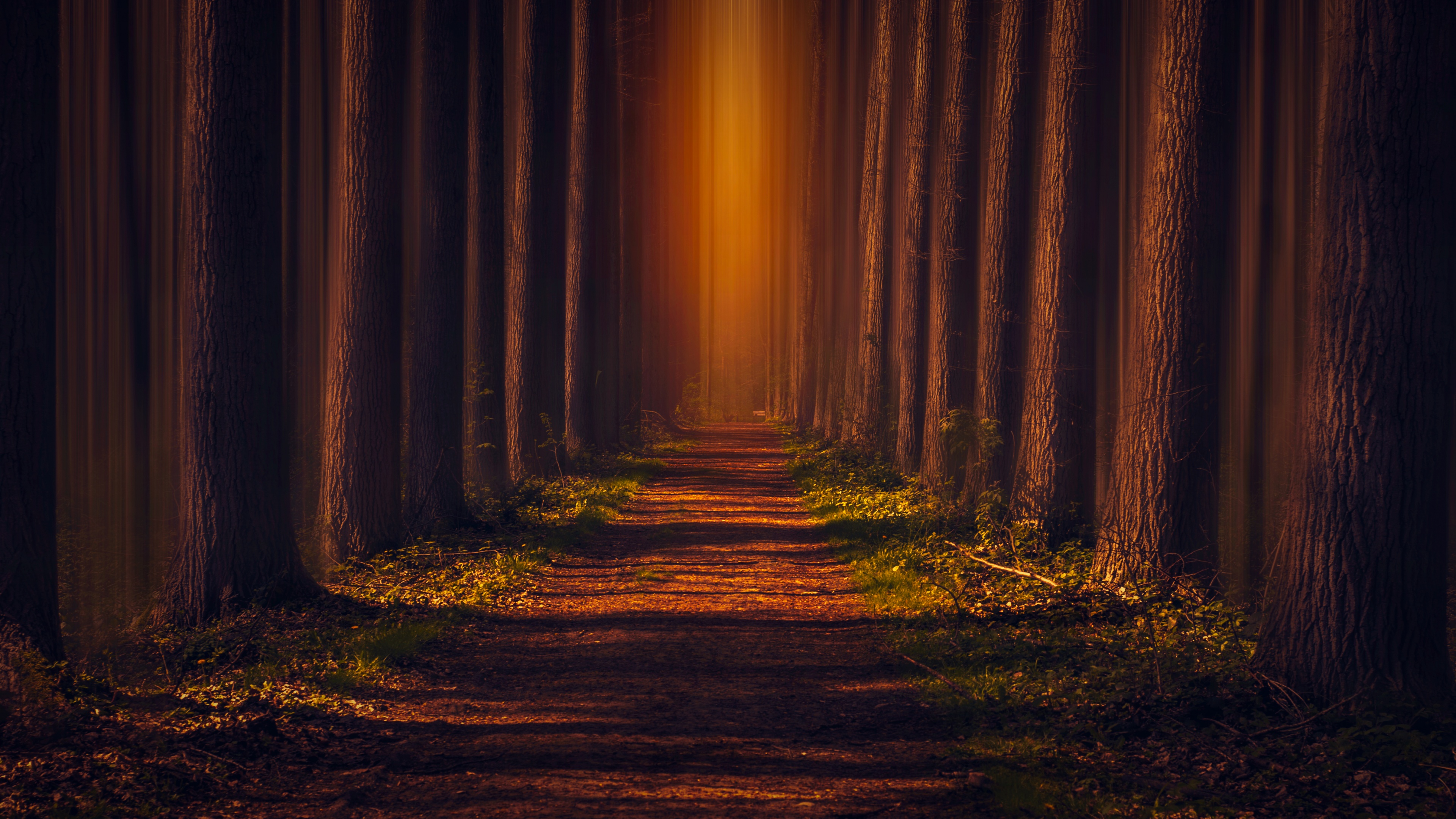 Pathway Wallpaper