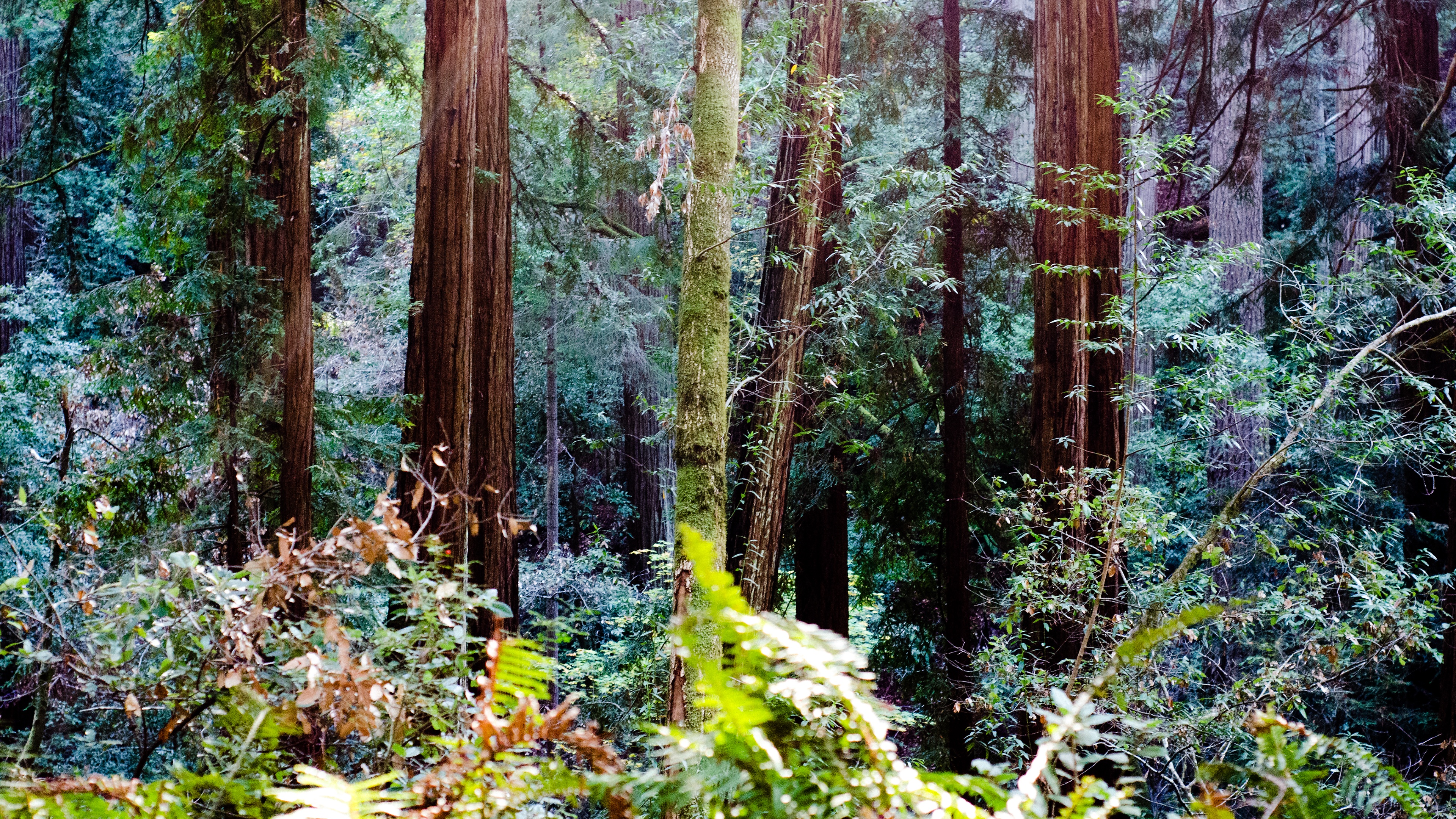 Muir Woods Wallpaper