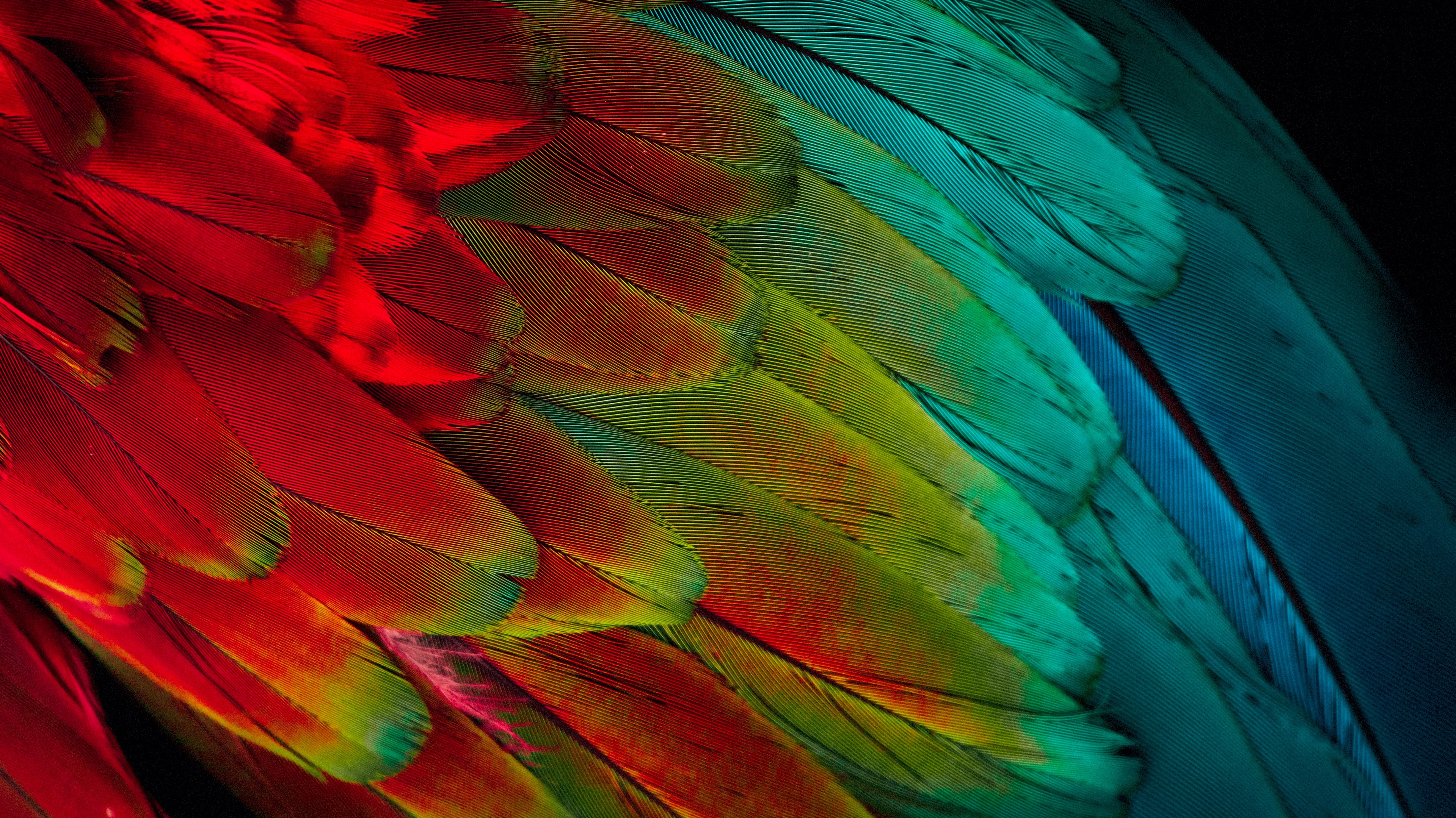 Parrot feathers Wallpaper