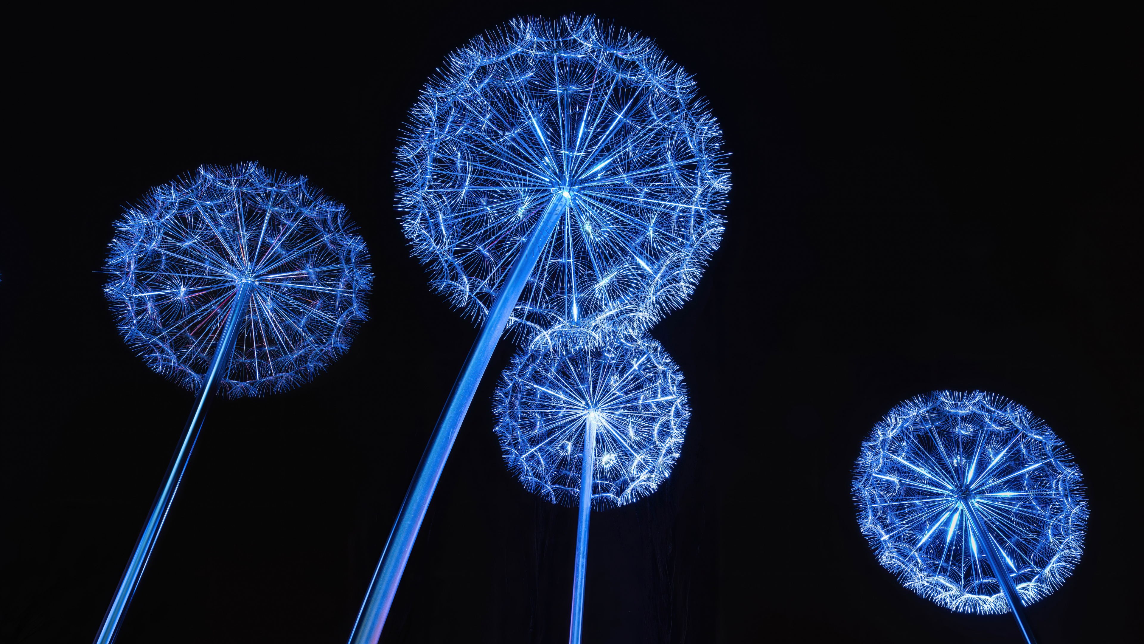 Dandelion Lights Wallpaper