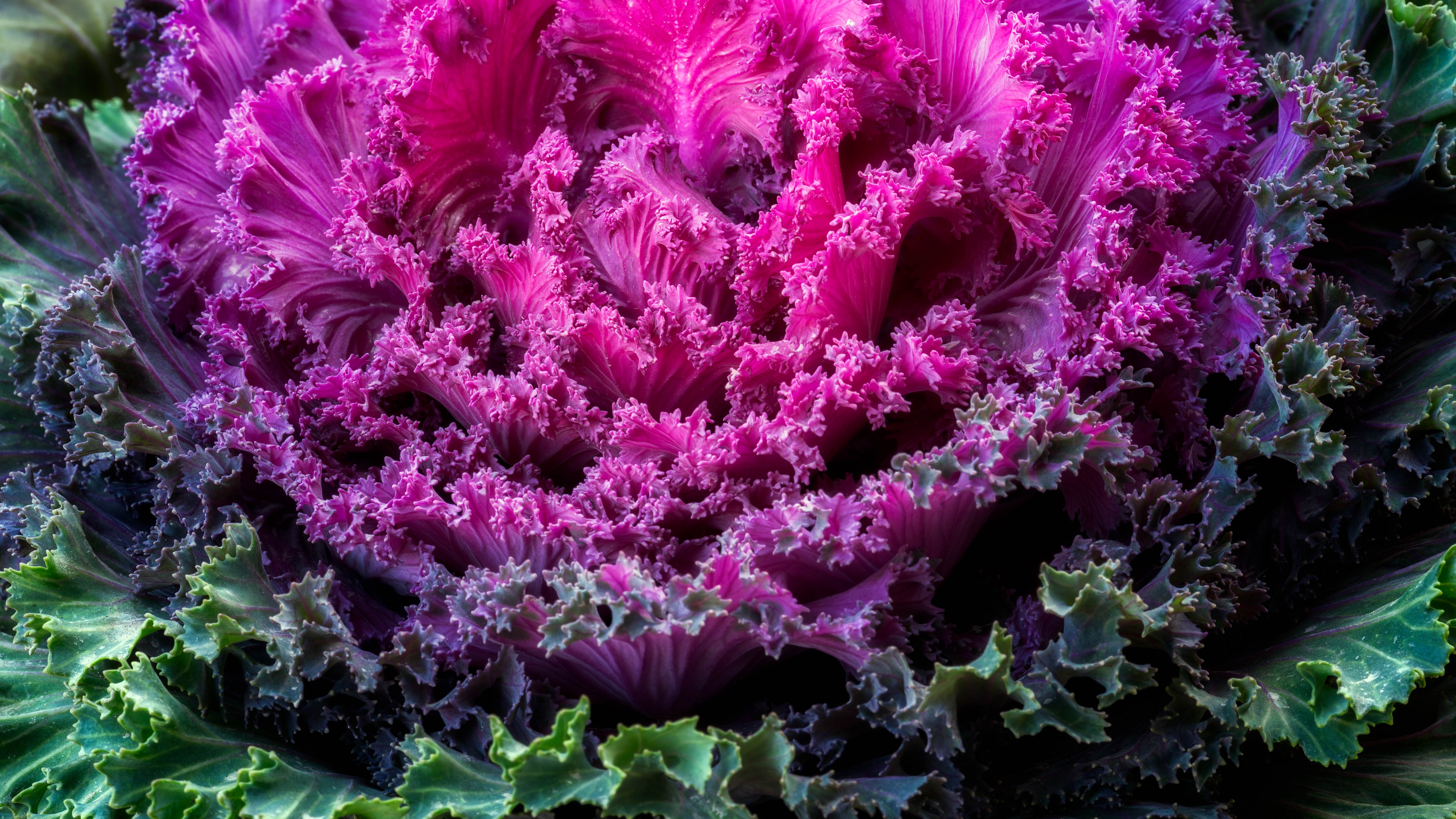 Ornamental Kale Wallpaper