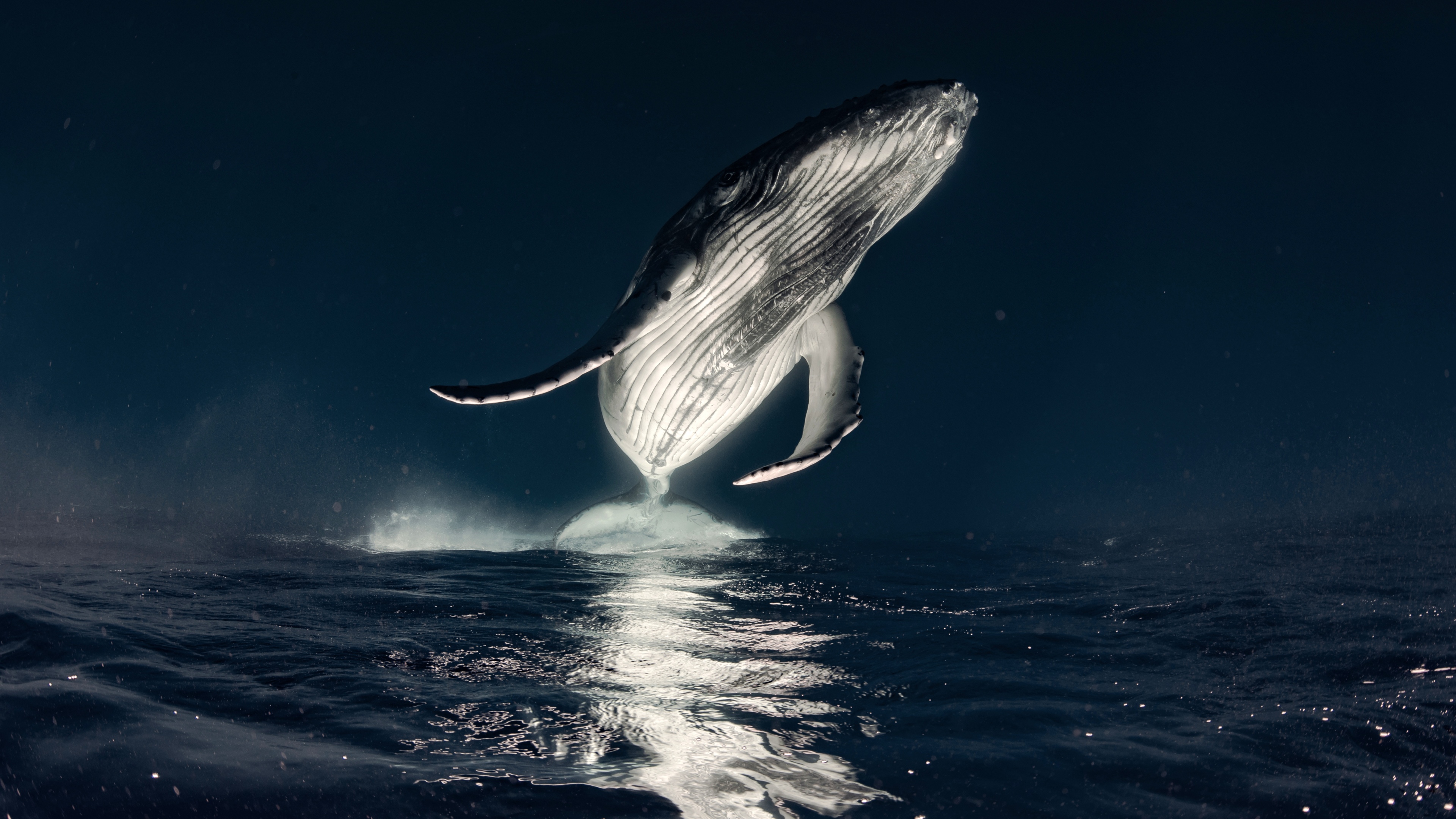 Humpback whale Wallpaper