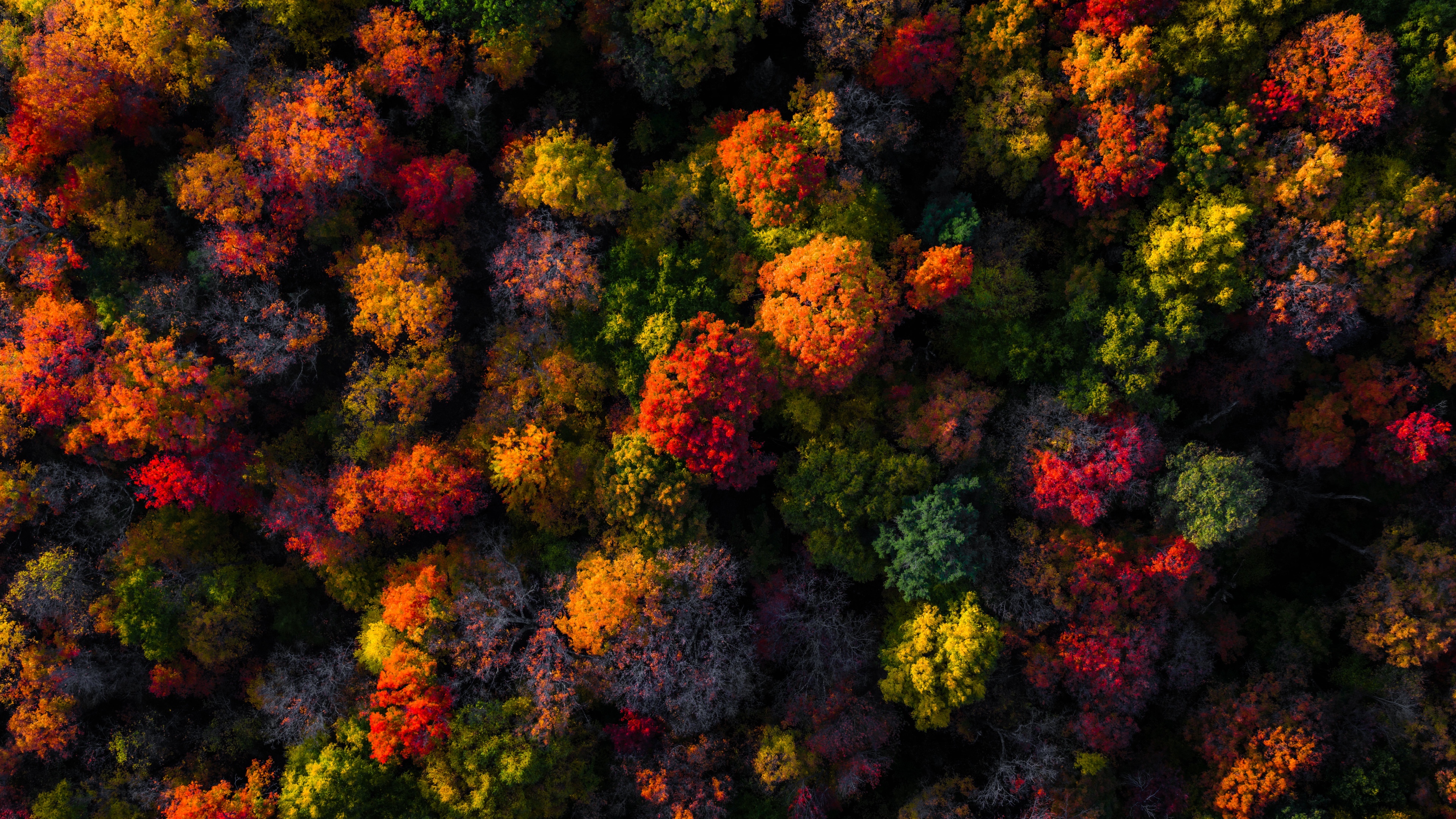 Fall Foliage Wallpaper