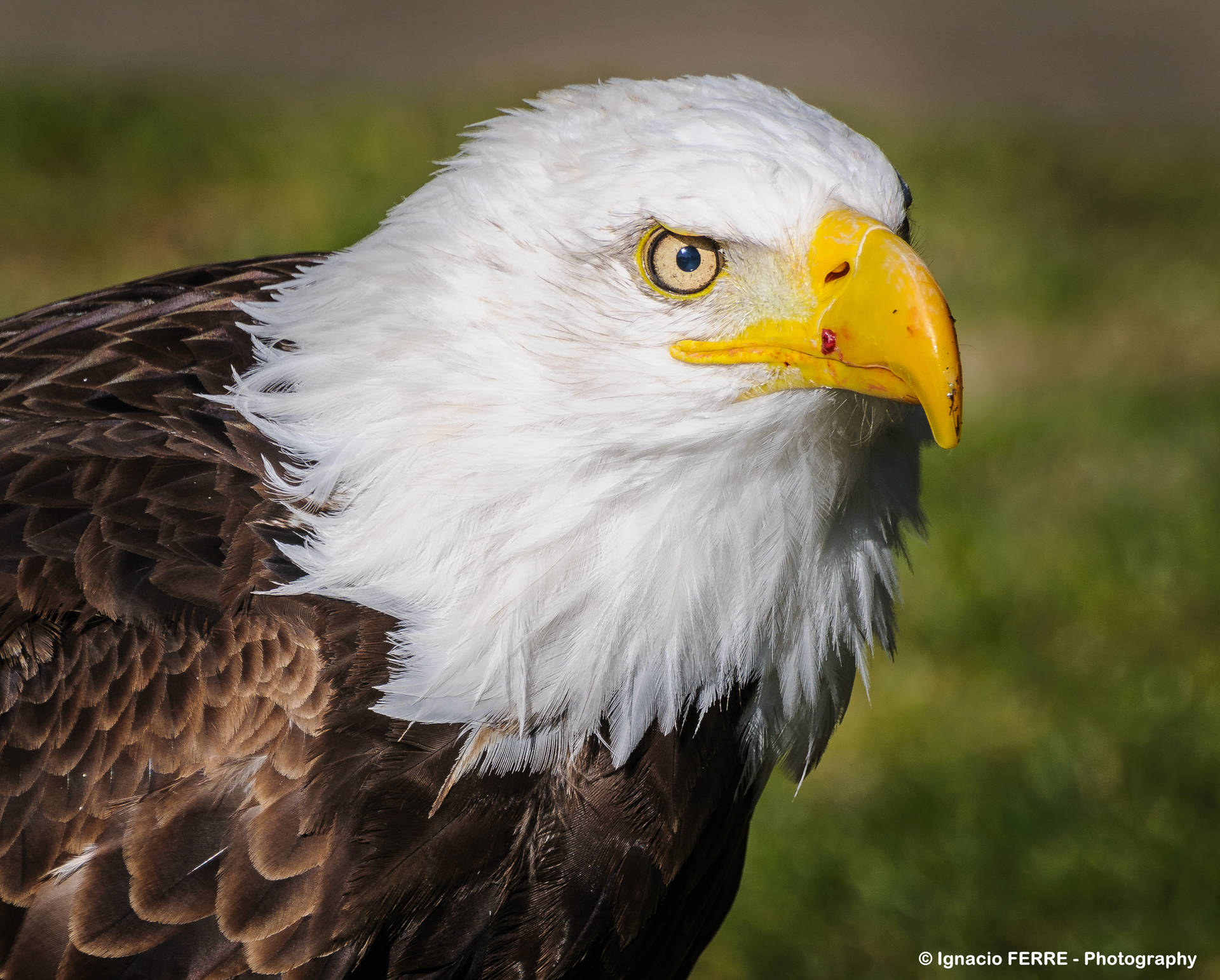 Animal Collection #18