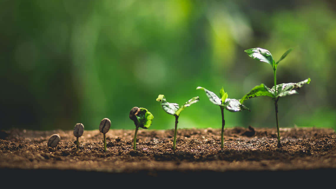 Beautiful Nature Screen Background