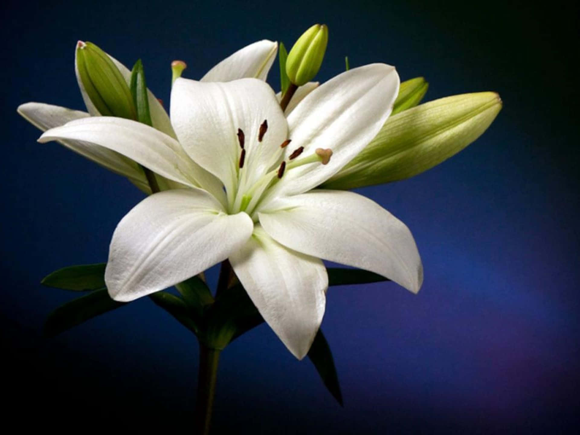 Breathtaking White Lily Flower Dark Blue Screen Background