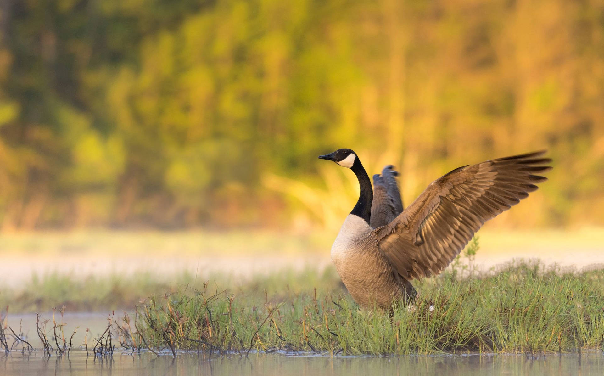 Breathtaking Wild Goose