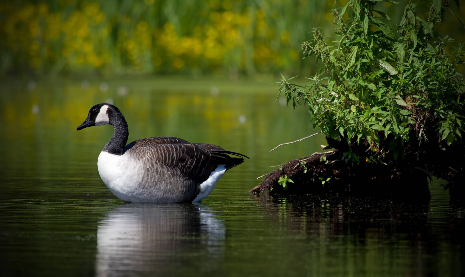 Brown Goose On The Water