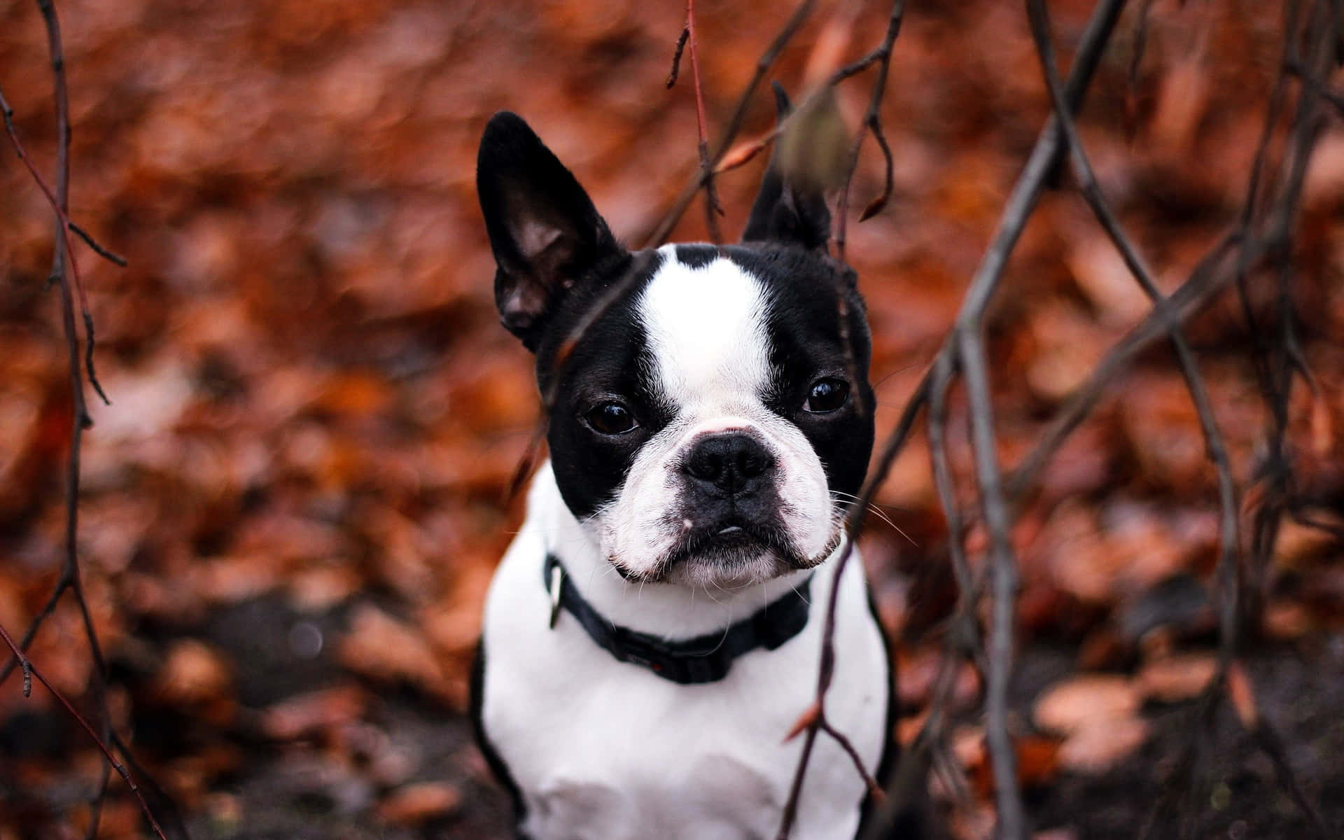 Caption: Adorable Boston Terrier posing for a portrait