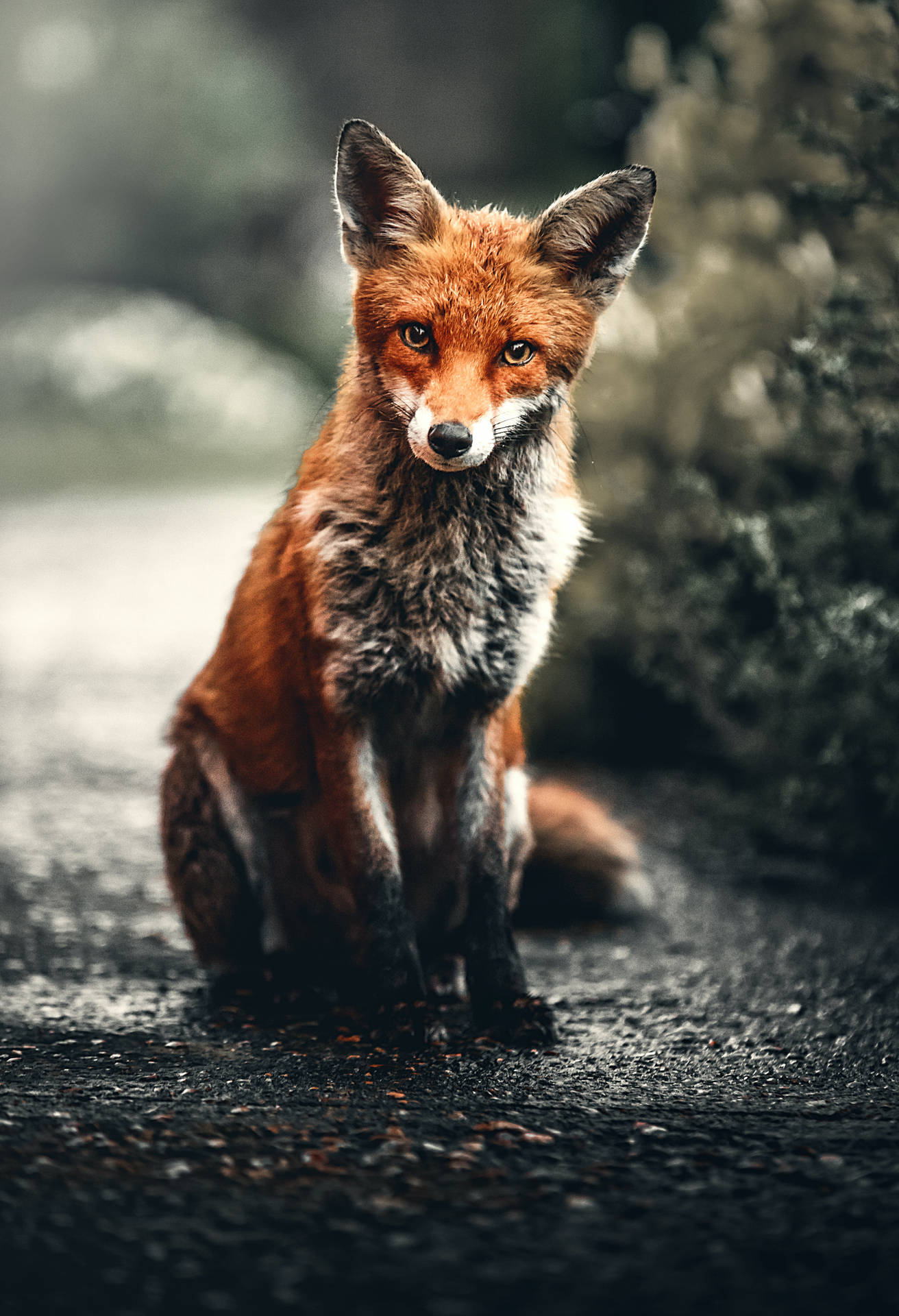 Captivating Fox Screen Background