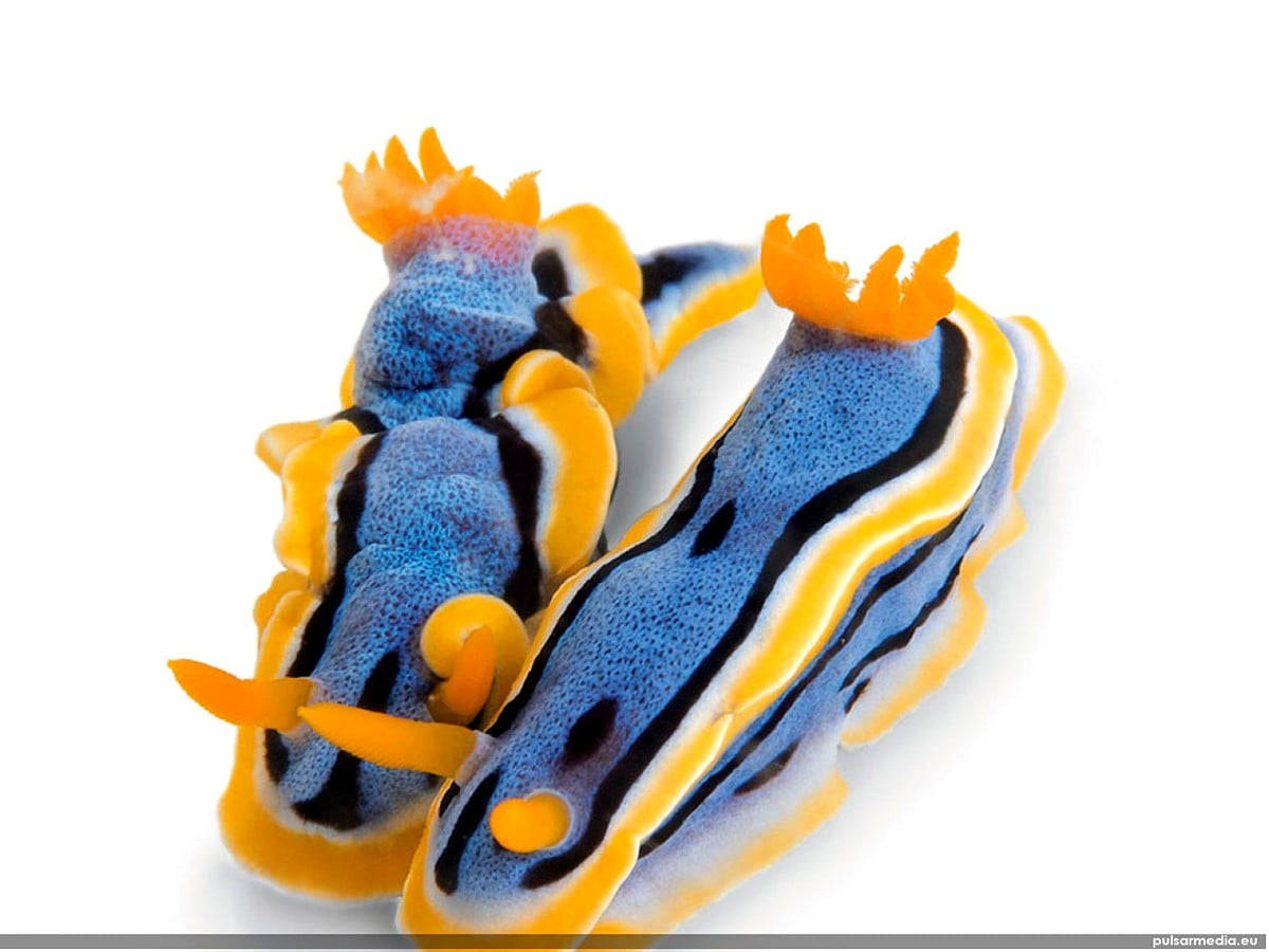 Captivating Nudribranch Sea Slug HD Wallpaper