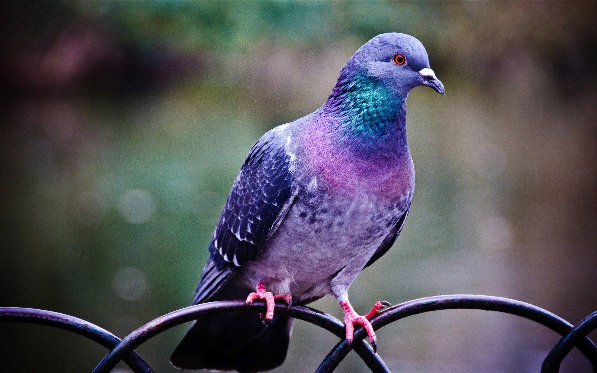 Colorful Pigeon Bird With Red Eyes