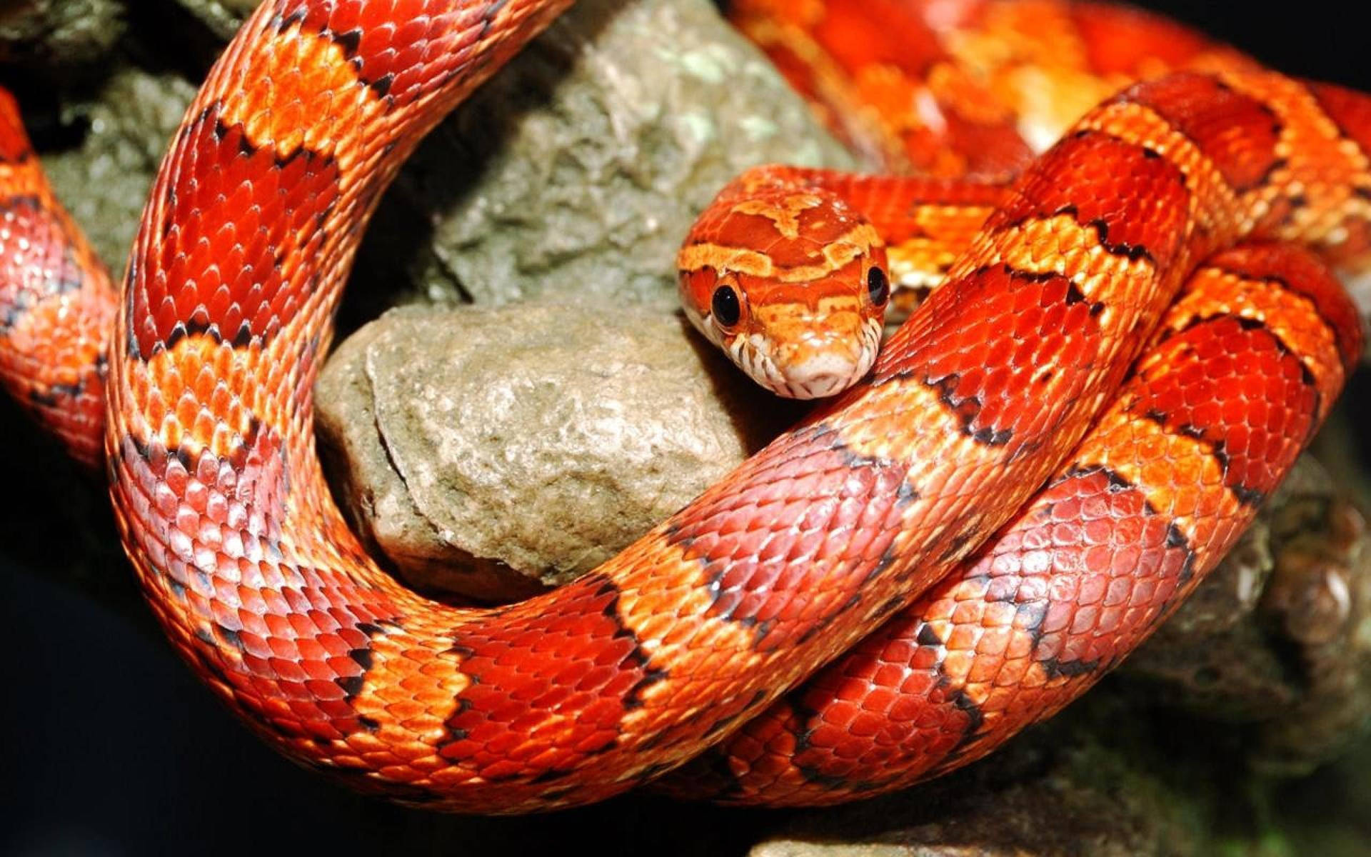 Corn Snake On A Rock