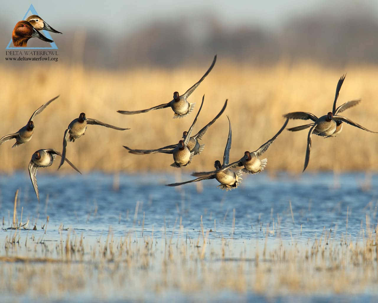 Ducks Flying Over Marsh For Duck Hunting Desktop