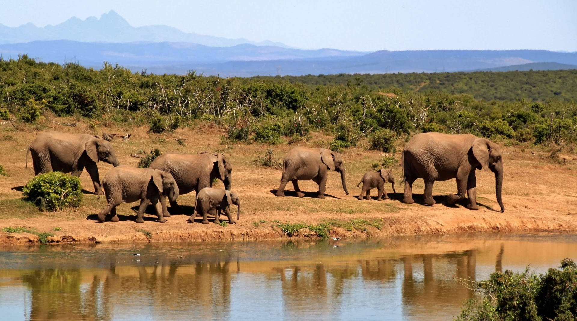 Dynamic Herd Of Elephants Africa Wallpaper
