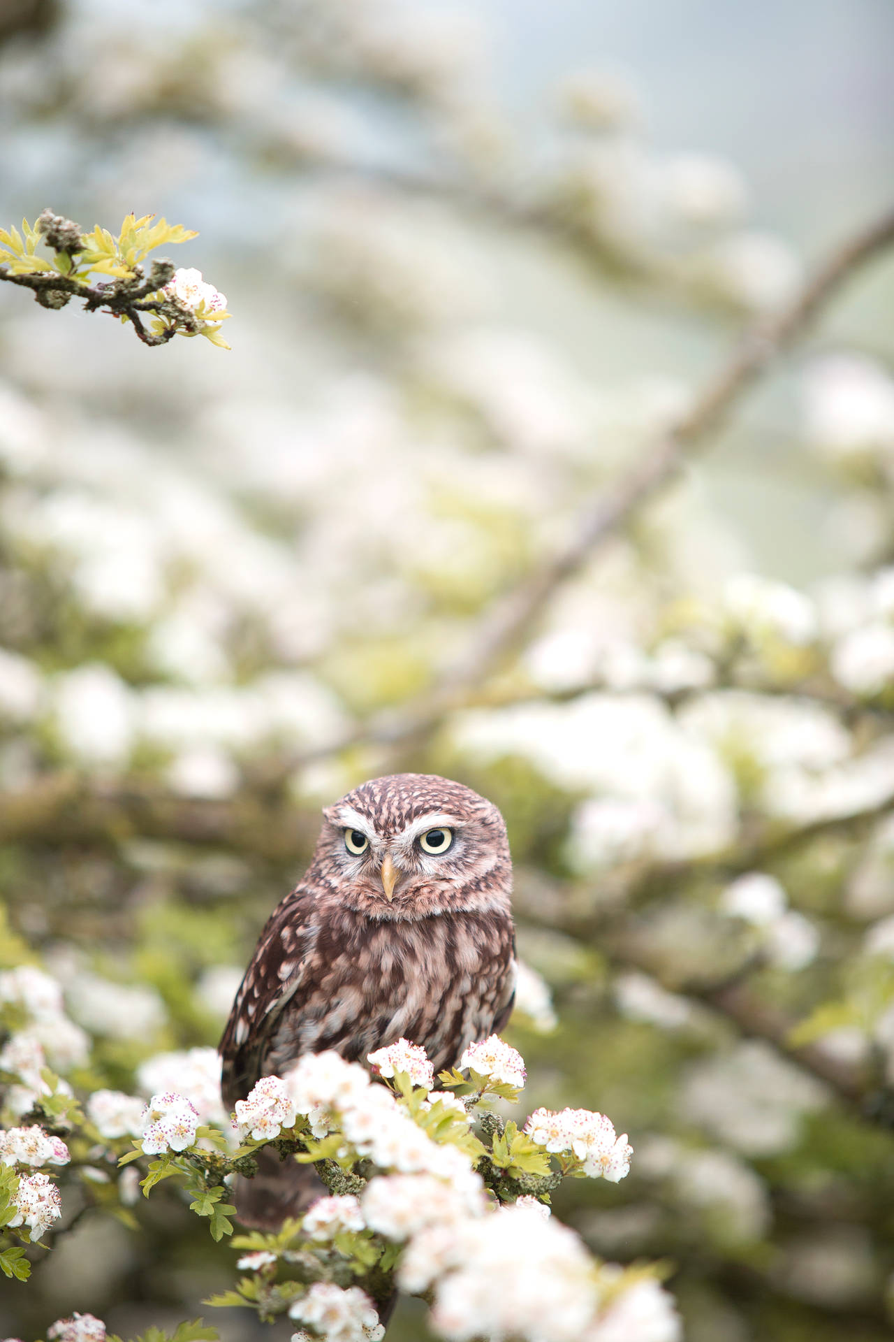 Epic Cute Animal Spring Owl Desktop Background