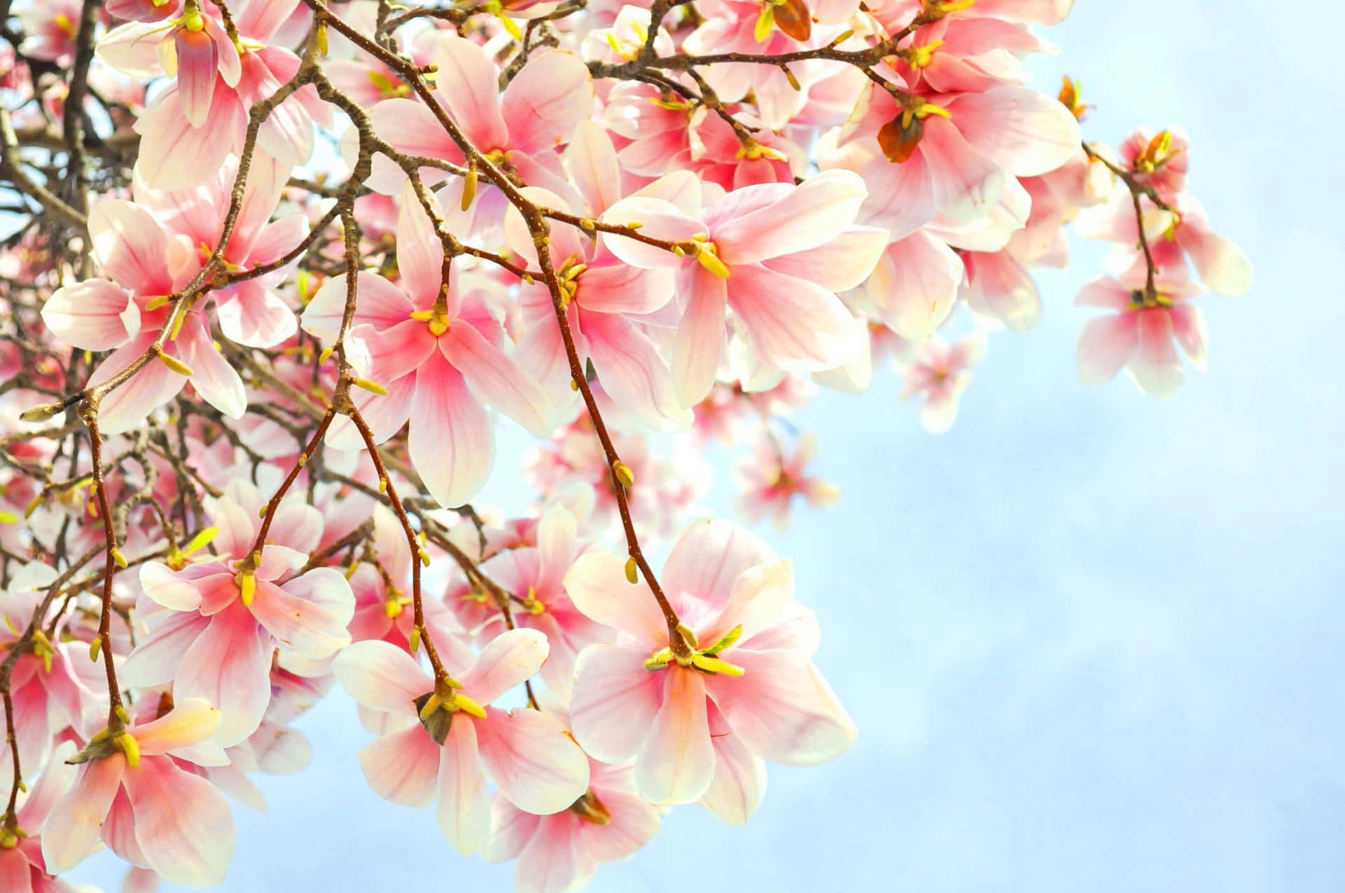 Epic Pink Spring Blossoms Magnolia Flowers HD Wallpaper