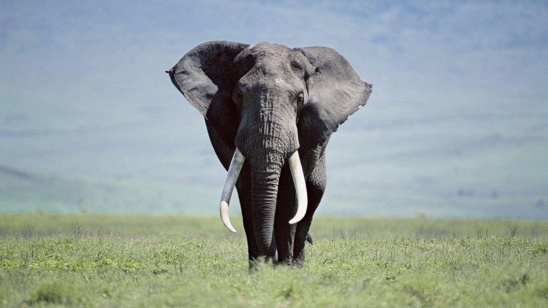 Exclusive An elephant strolling beneath a crisp blue sky. Background