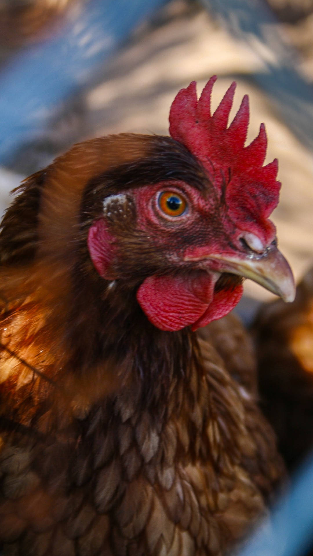 Exclusive Animal Background Image