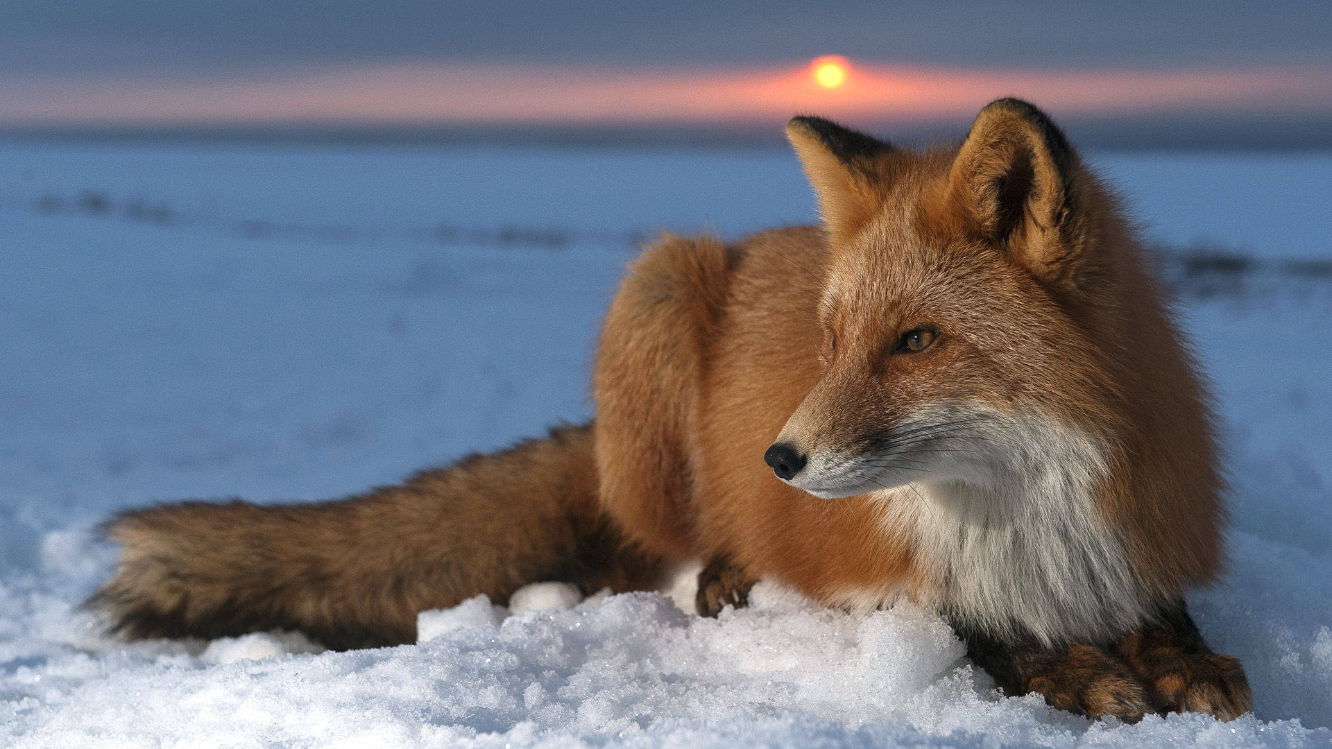 Fox Collection #539