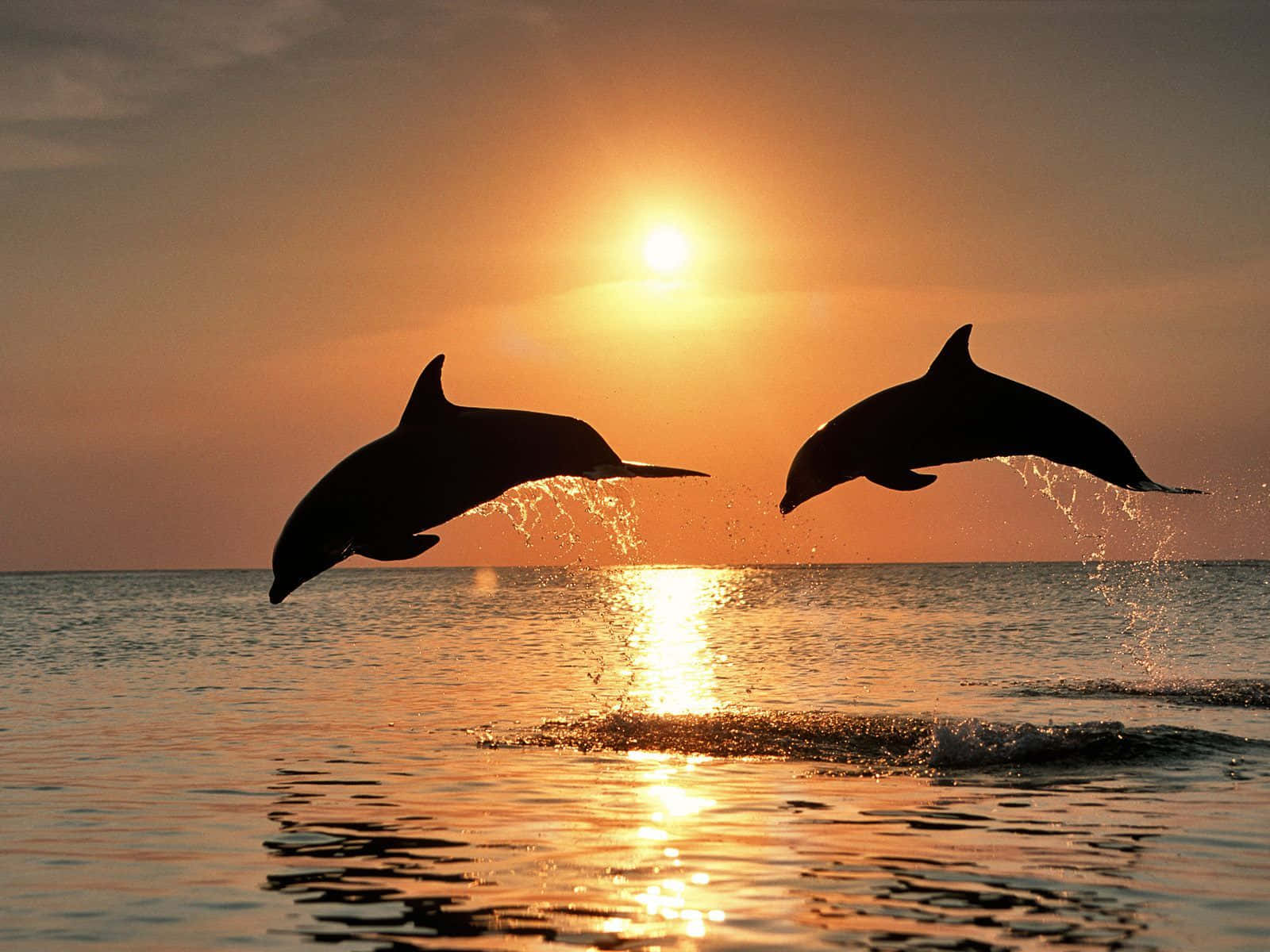 Gorgeous Cool Dolphins Sunset Wall Art