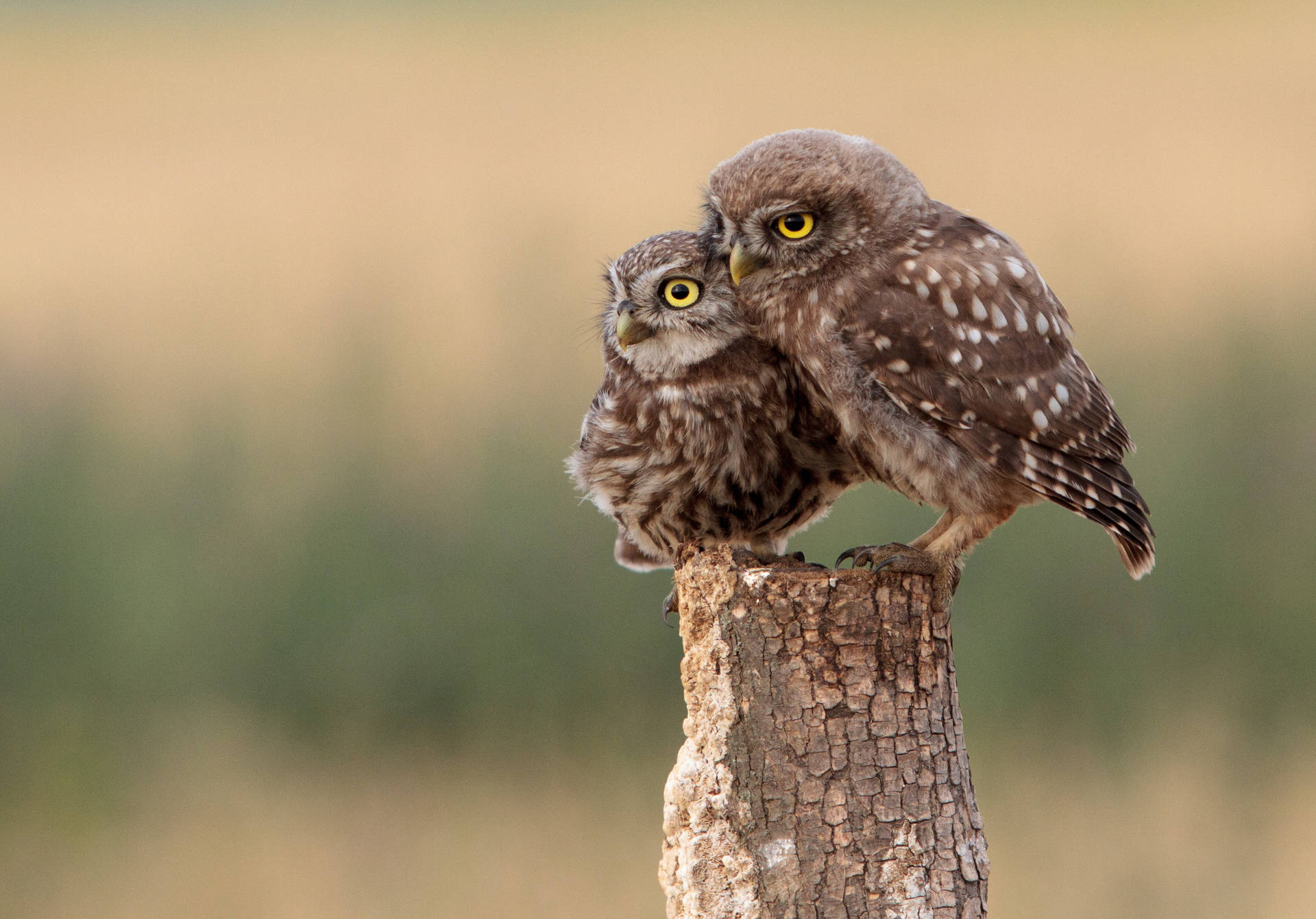 Gorgeous Cute Animal Little Owls HD Wallpaper