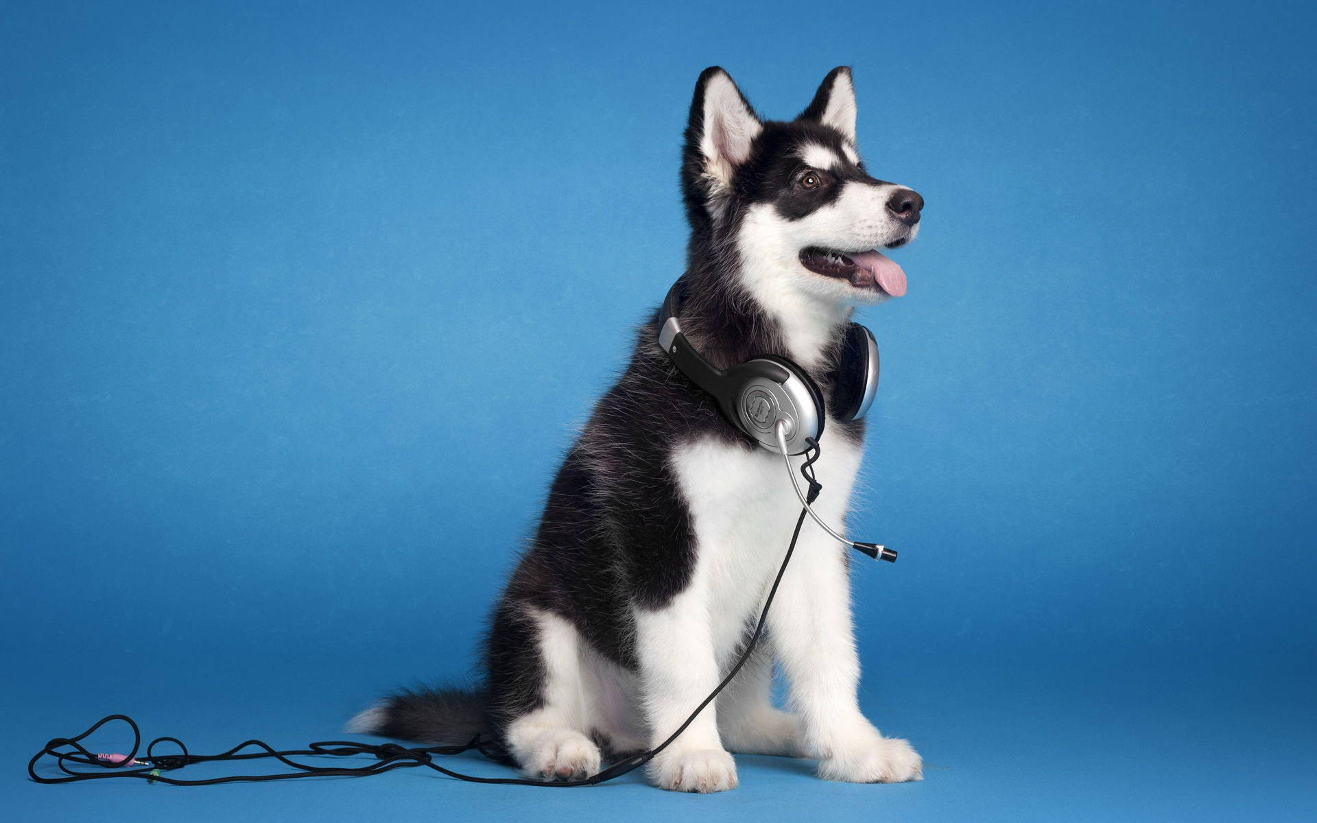 Gorgeous Husky Puppy With Headphones Wall Art