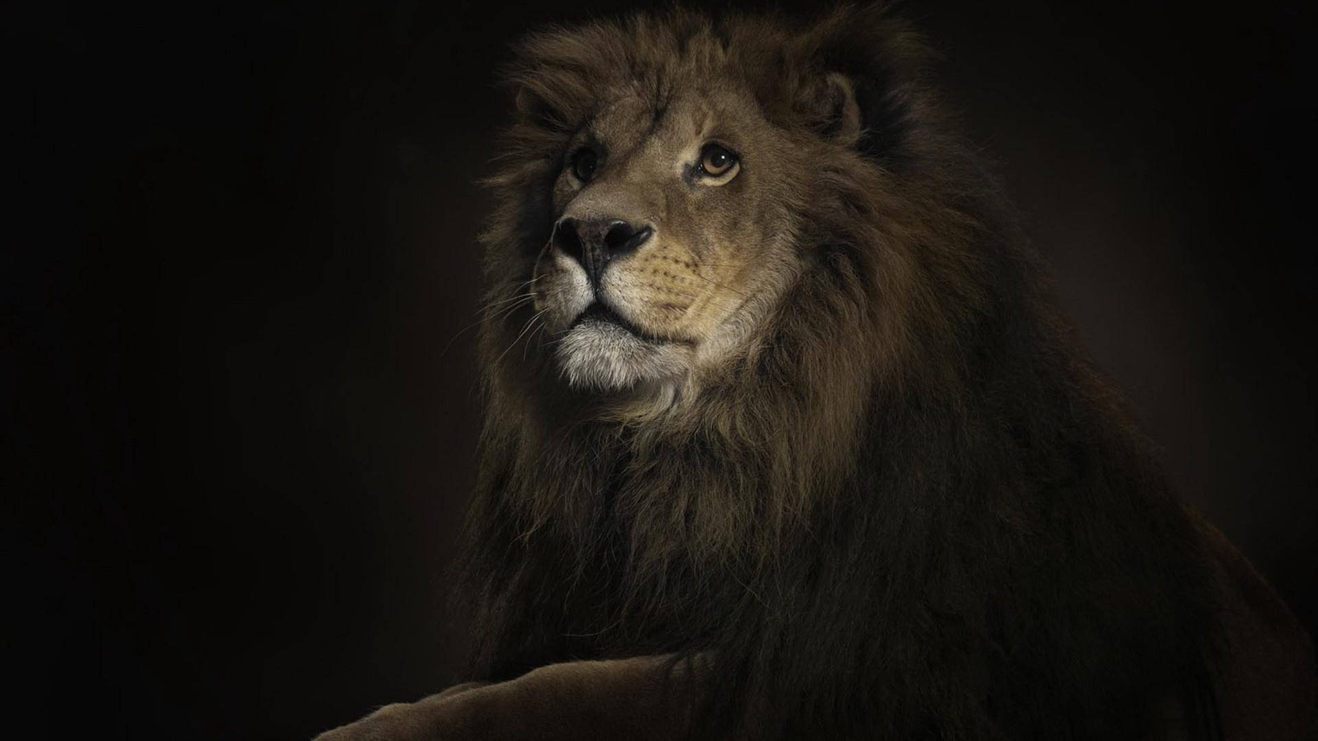 Gorgeous Lion Wallpaper