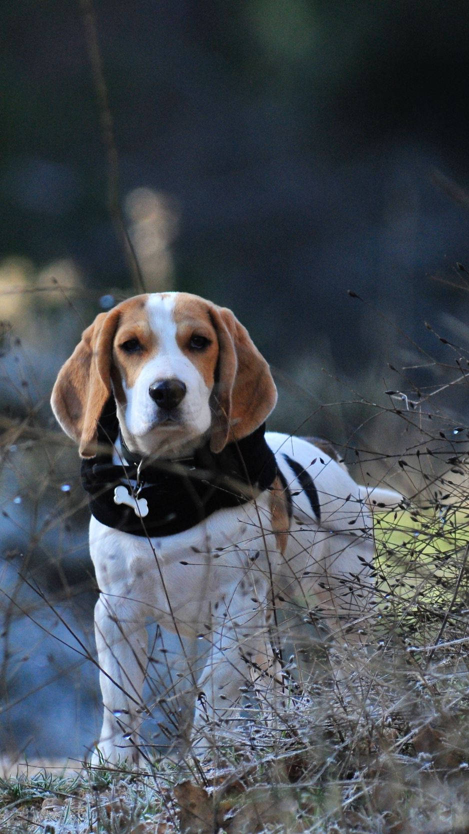 HD Beagle Dog With Bone Collar Background Image