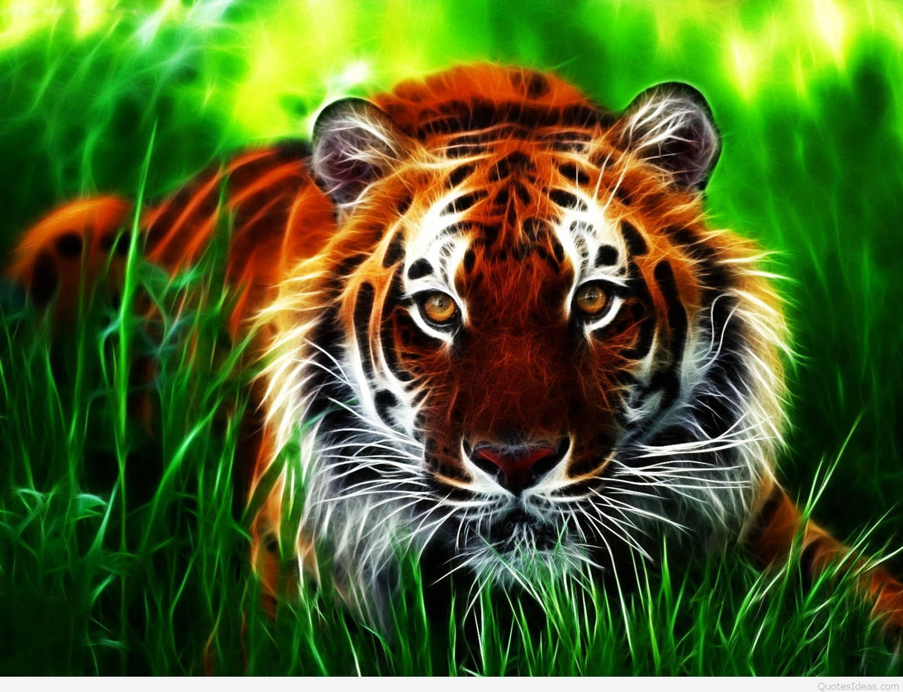 HD Tiger Wallpaper Pack