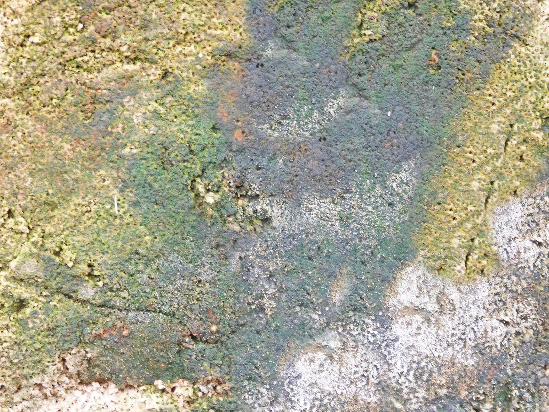 High-Quality Nature Artwork