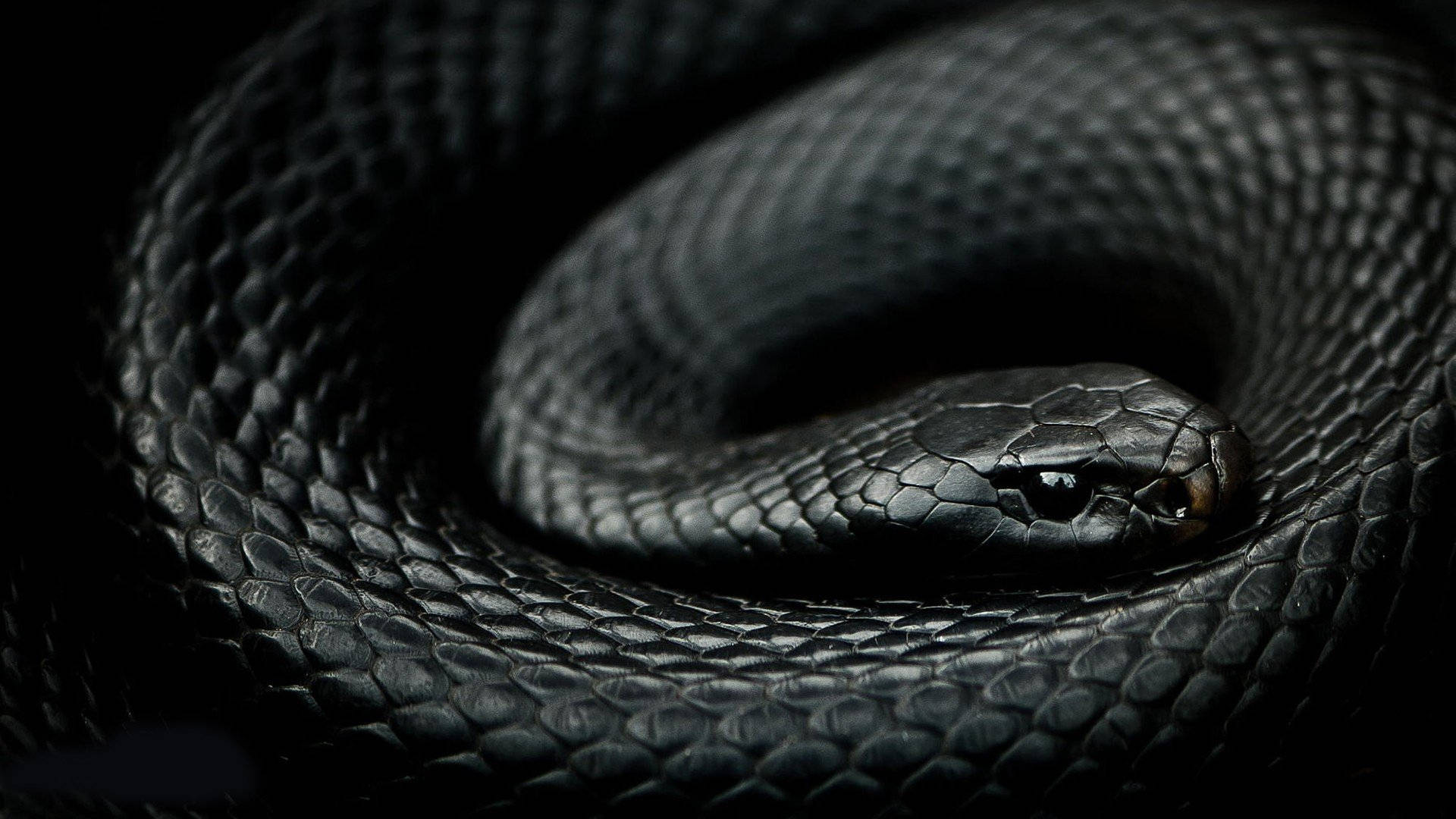 Midnight Black Scales Black Mamba Snake