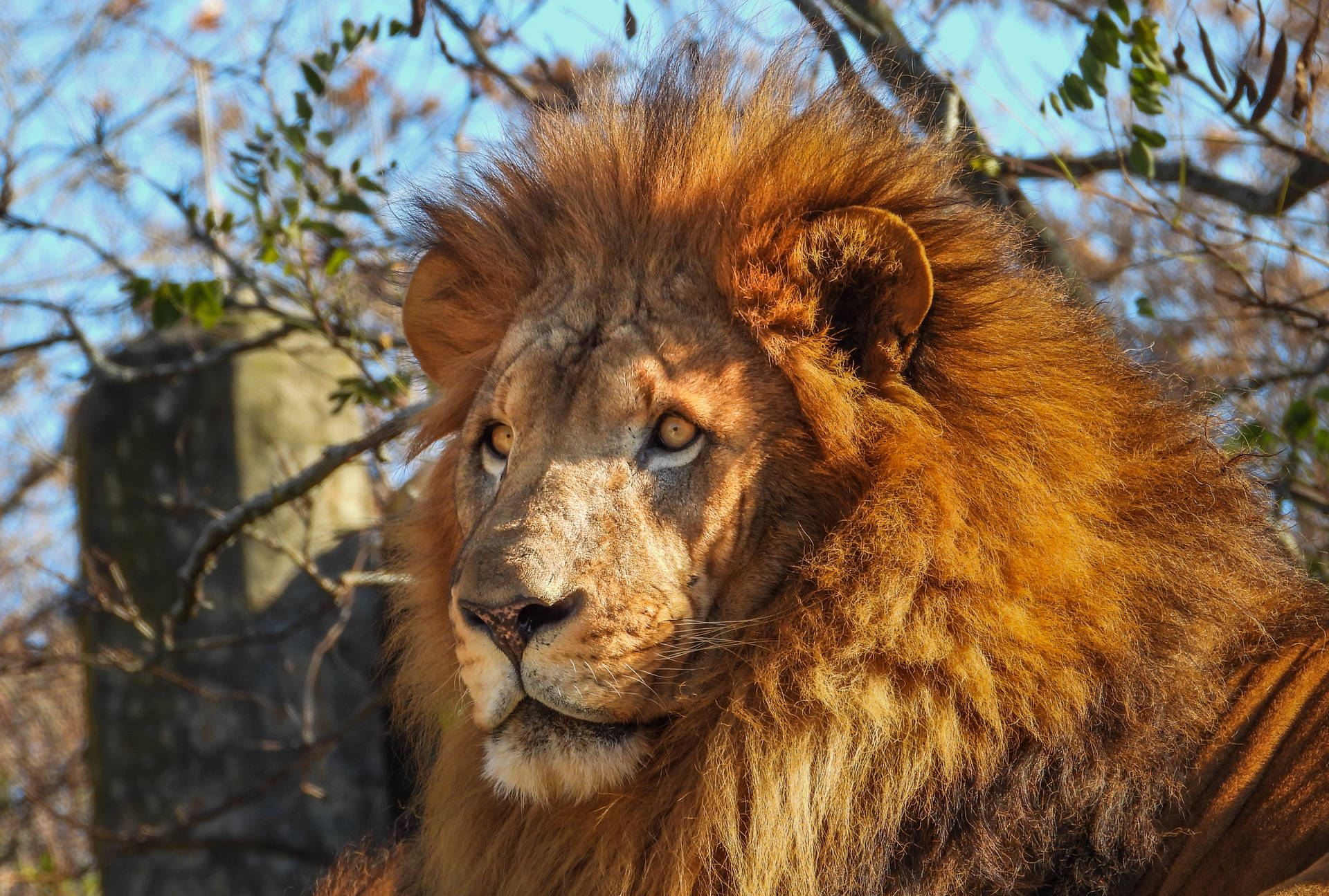 Modern African Barbary Lion Background Image