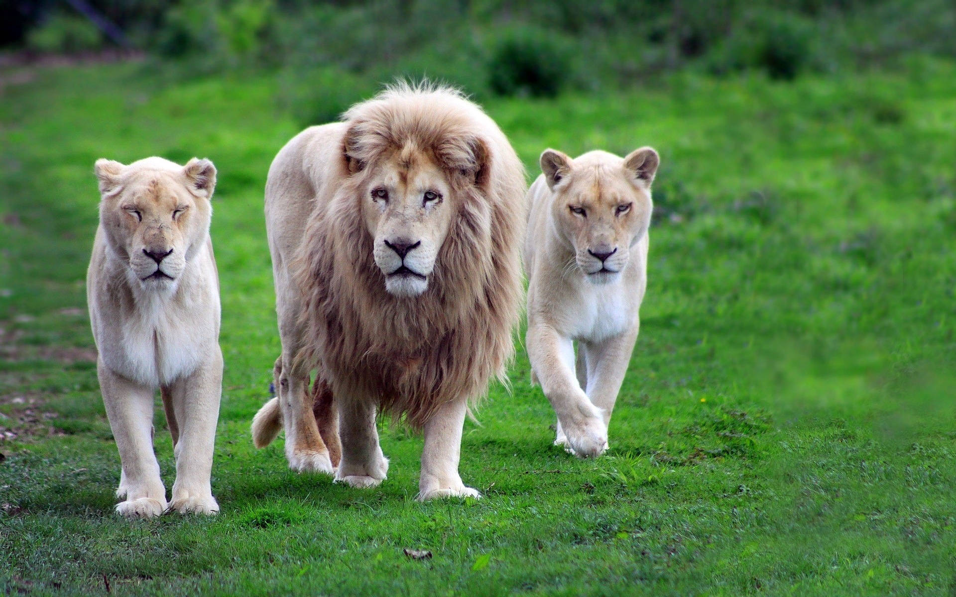 Modern Barbary Lion Animals Walking Through Grass Digital Art