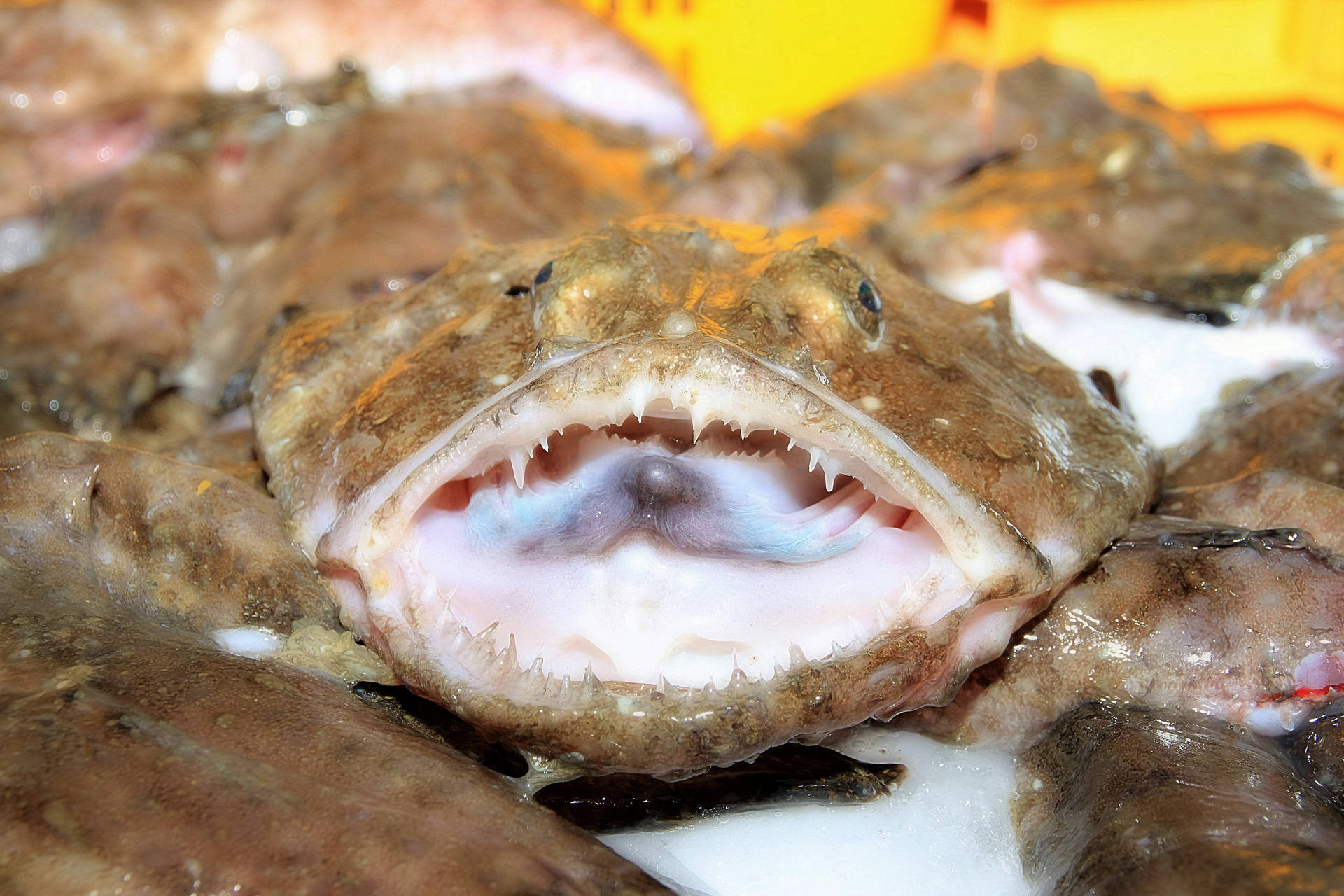 Monkfish Mouth Teeth