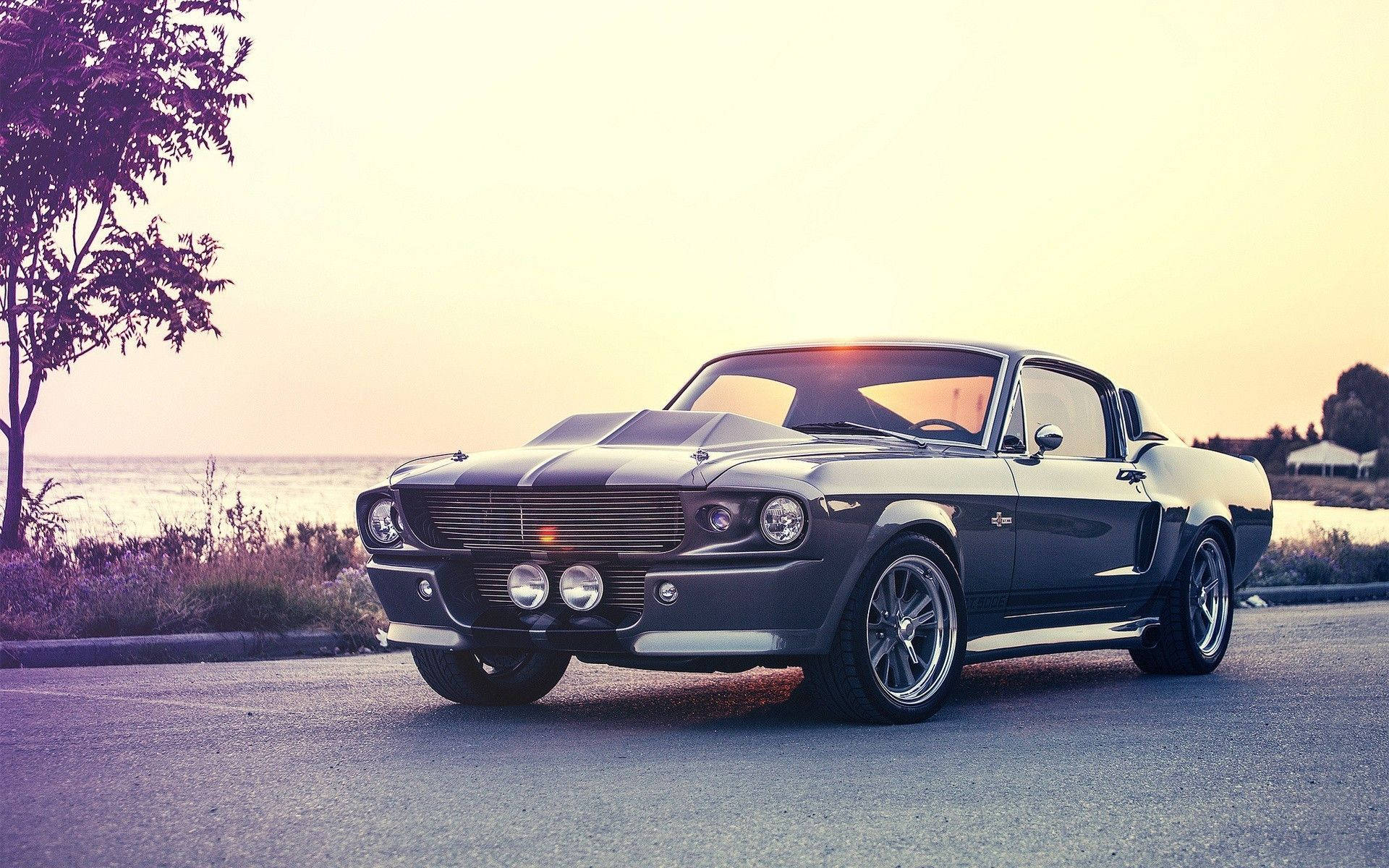 Mustang Gallery #23