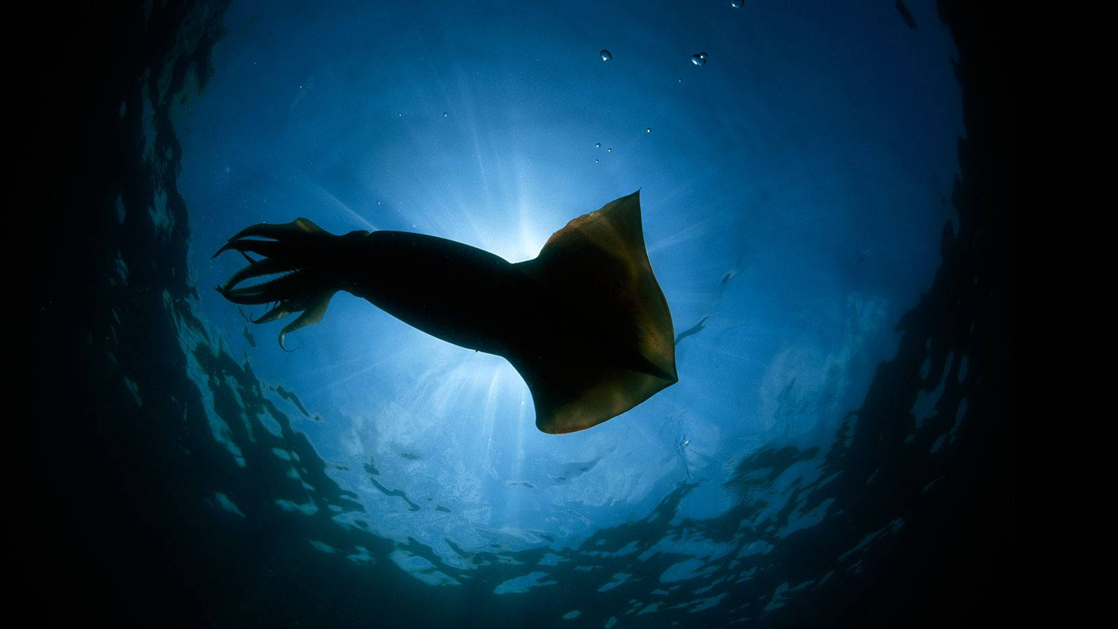 Premium Animal Screen Background