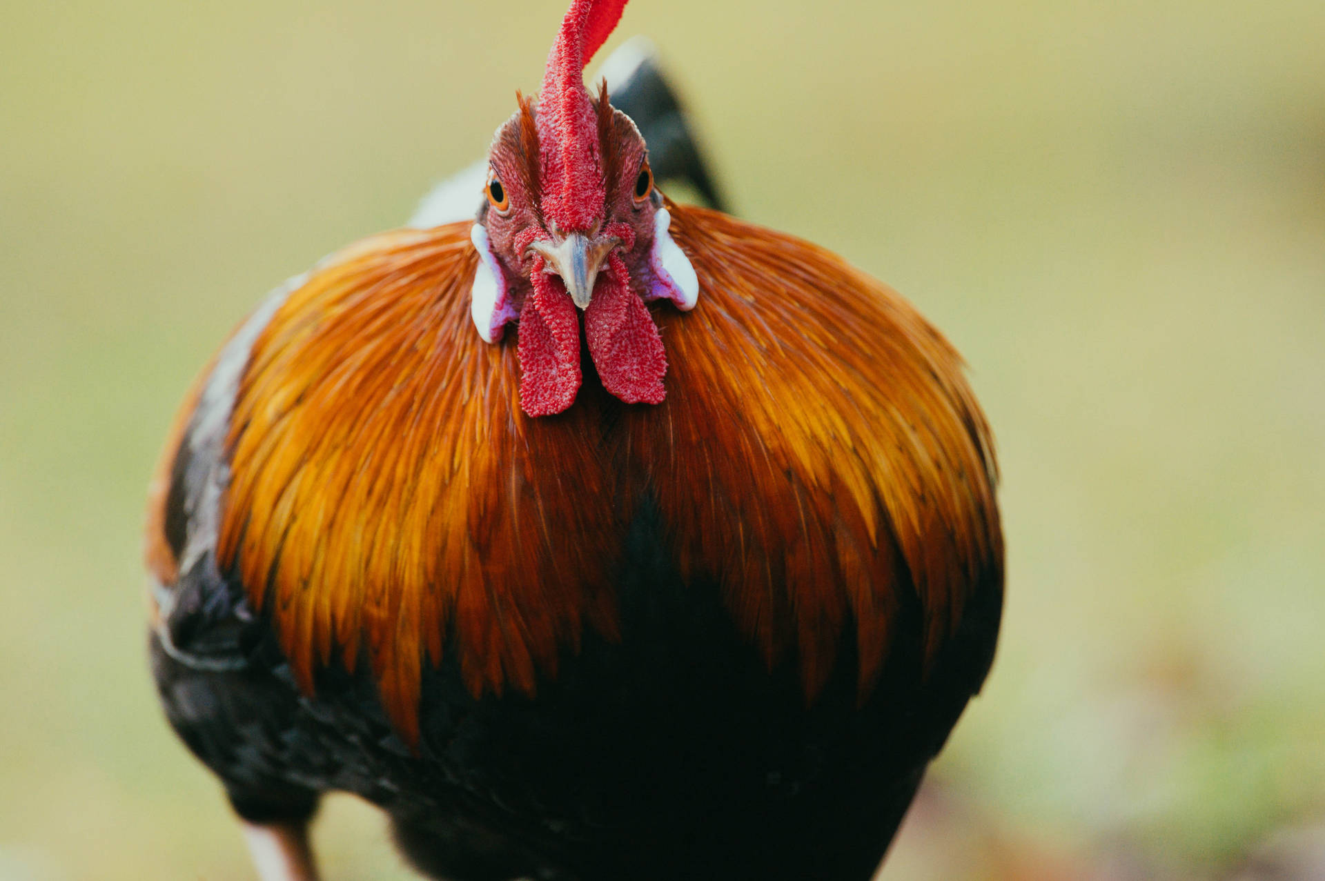 Premium Animal Series #14