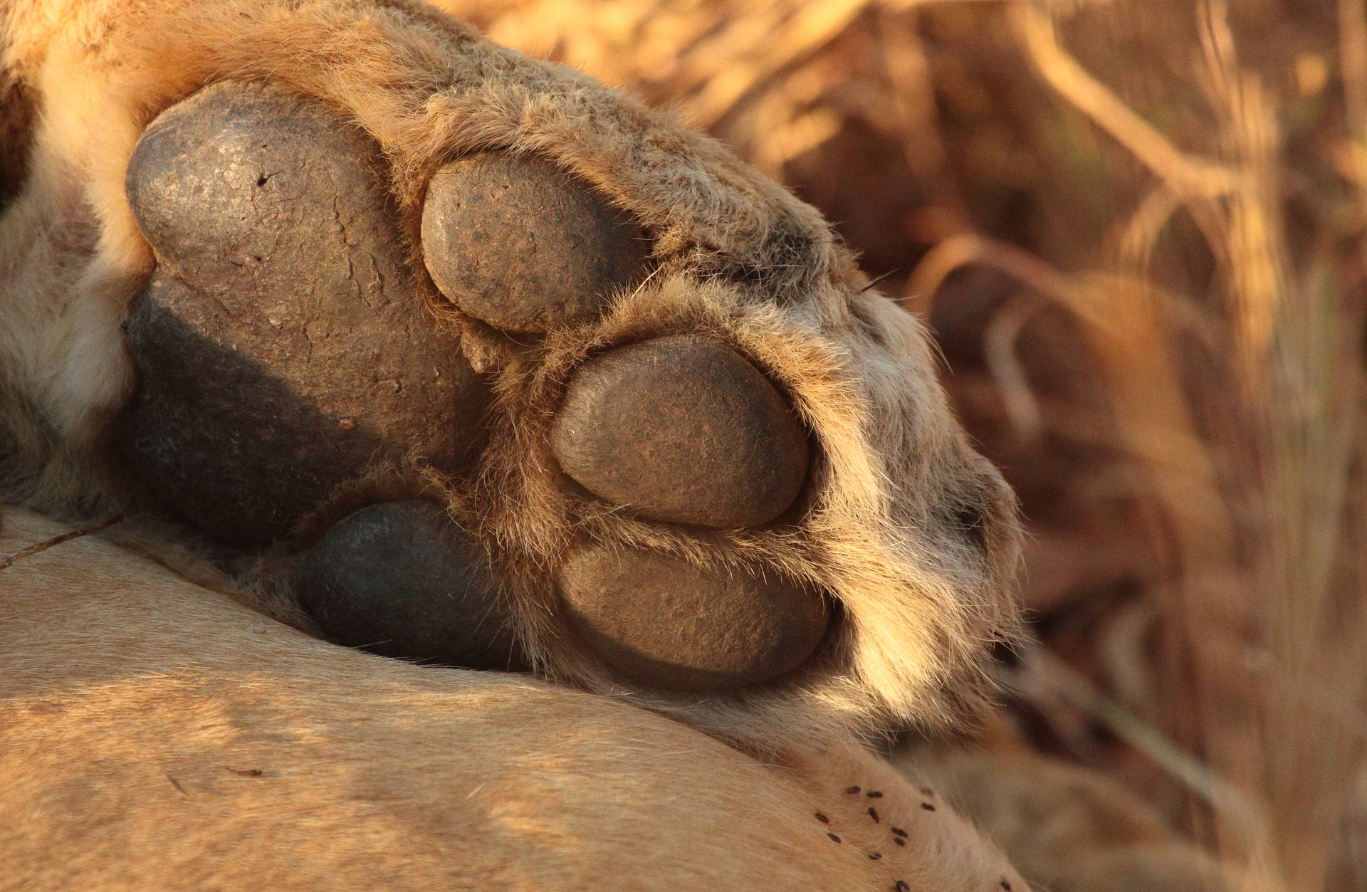 Premium Lion Series #12